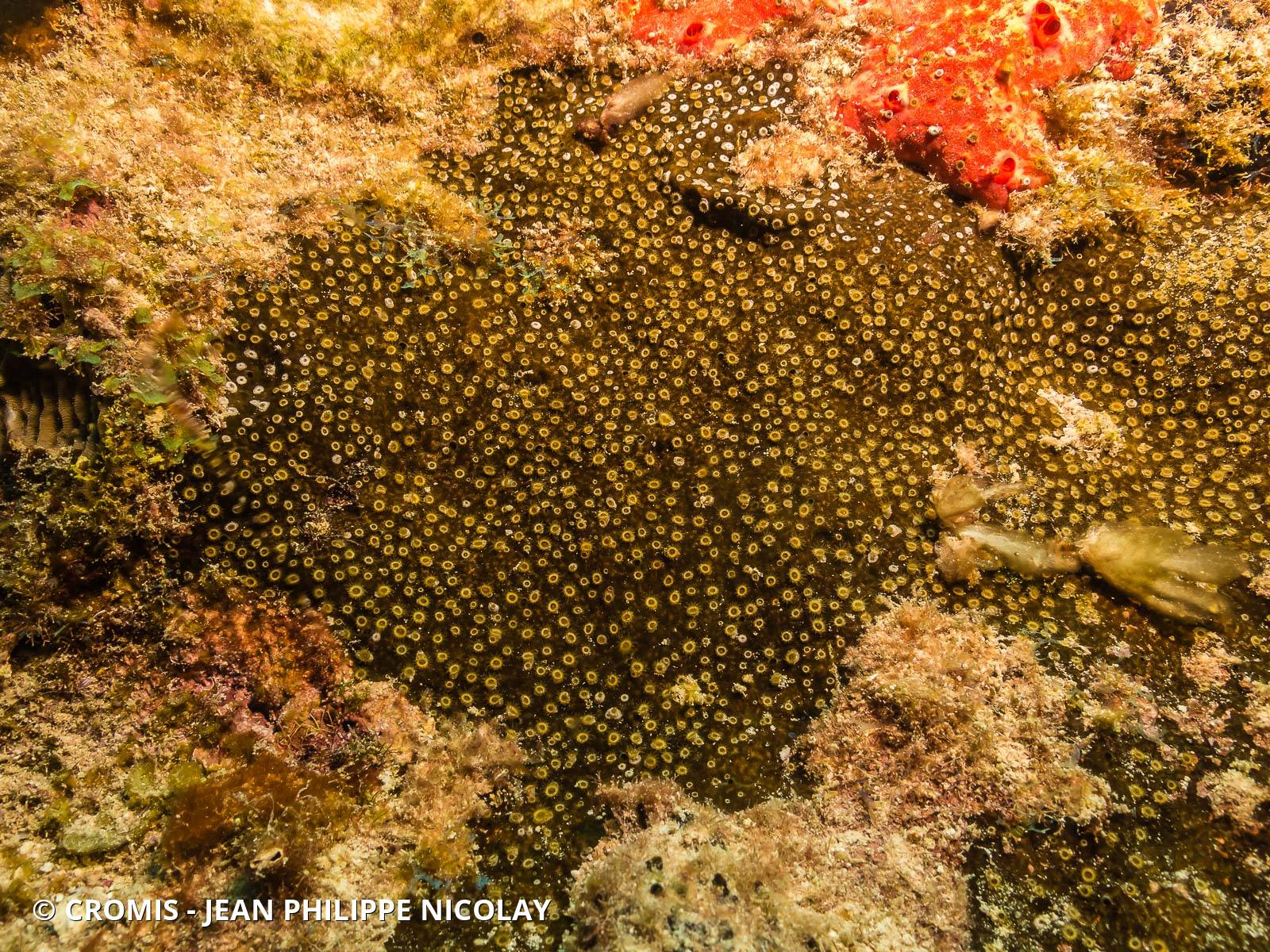Zoanthaire éponge grisâtre