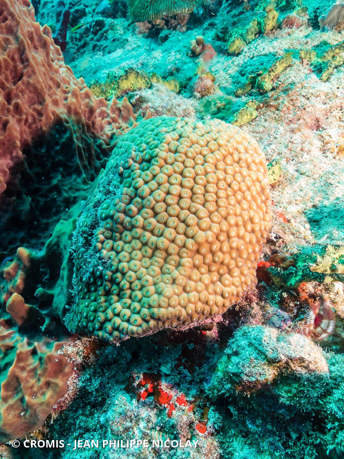 Grand corail étoilé