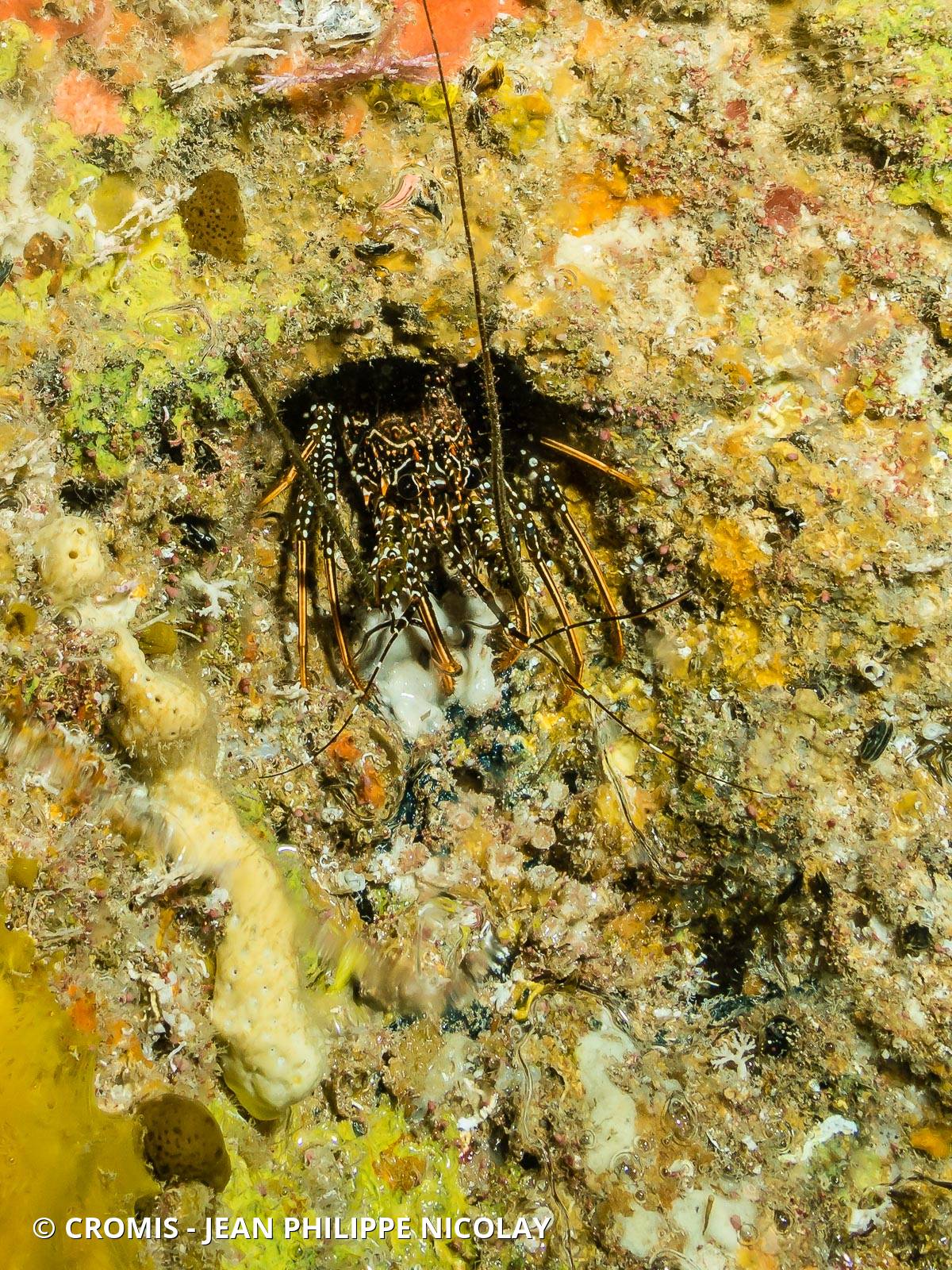 Langouste tachetée