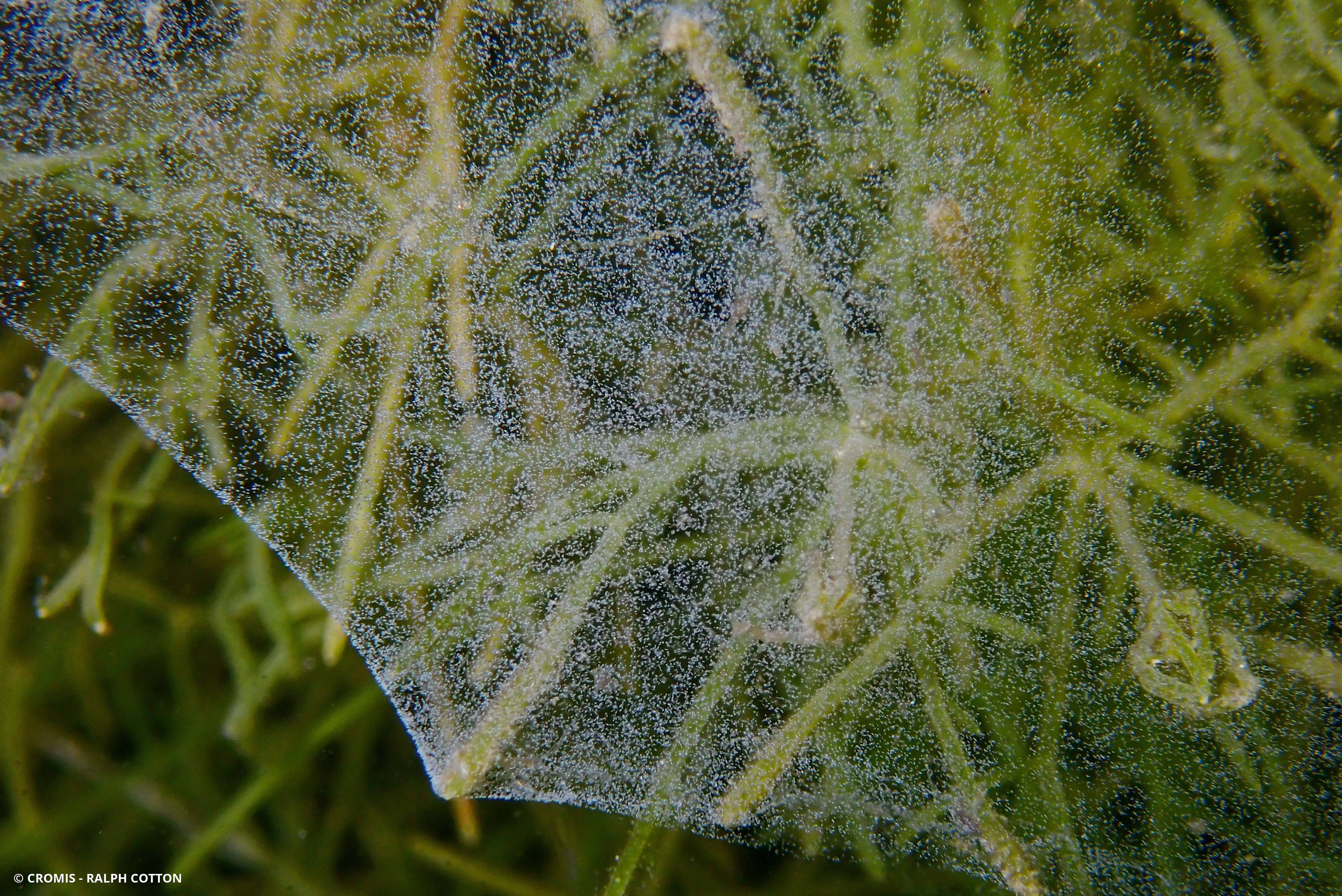 Vorticellidés