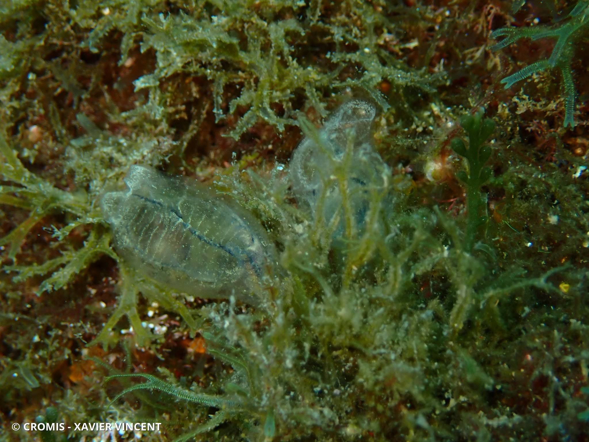 Claveline bleutée de Méditerranée