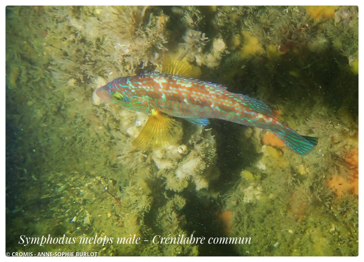 Crénilabre commun