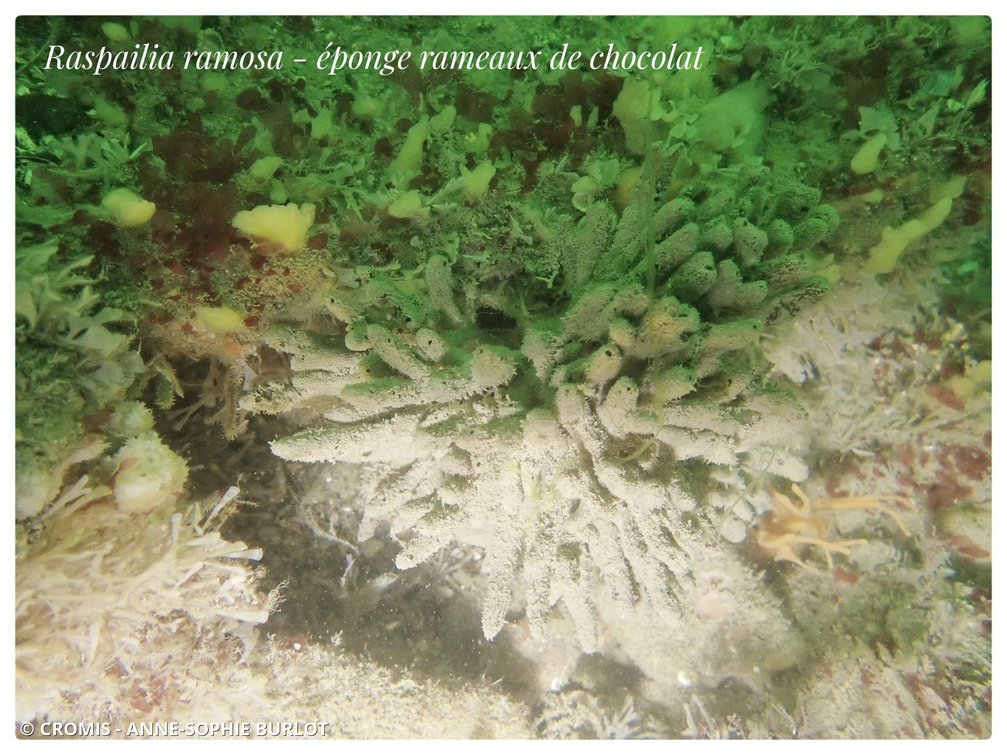 Eponge rameaux de chocolat