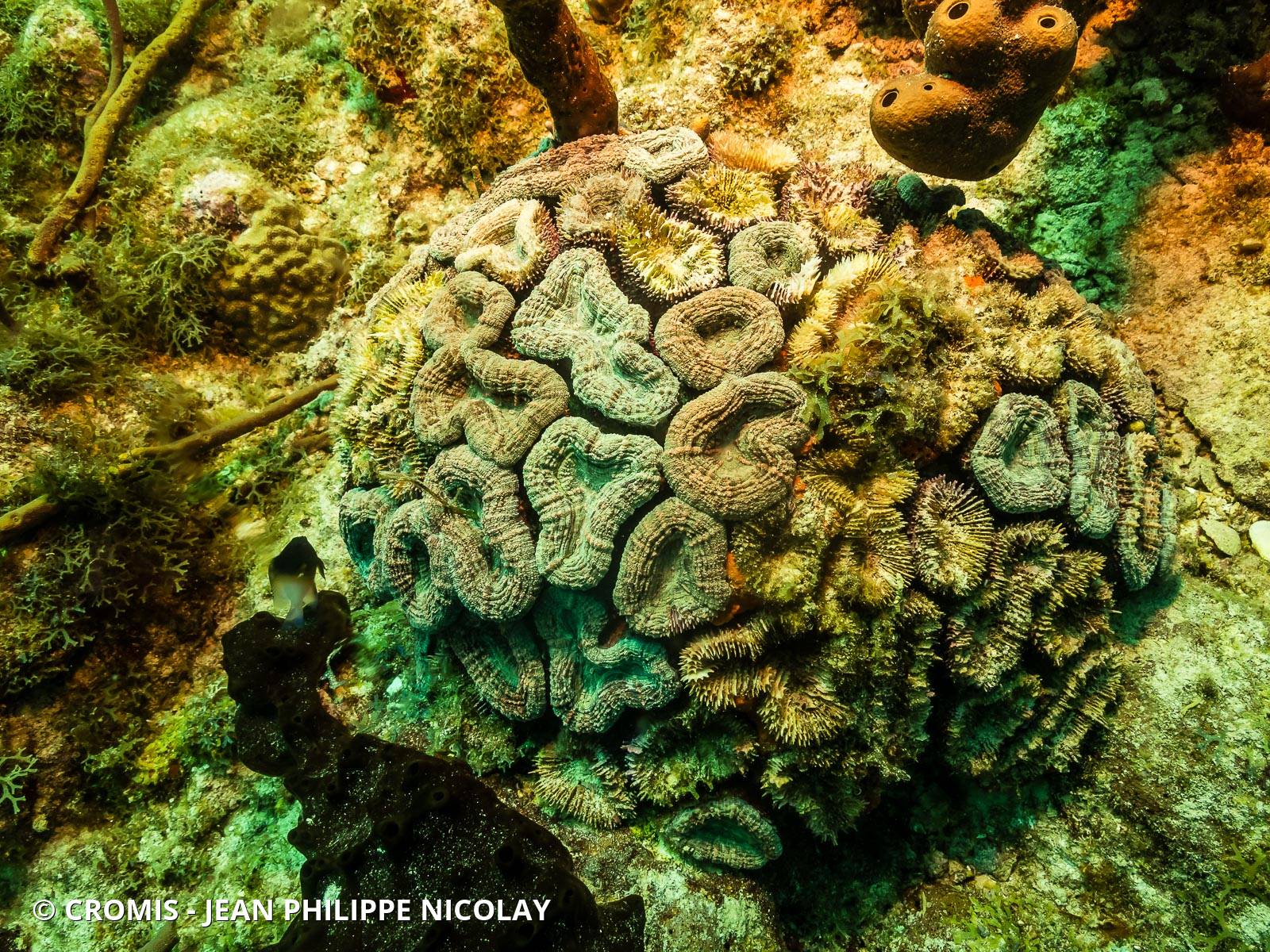 Corail fleur épineux