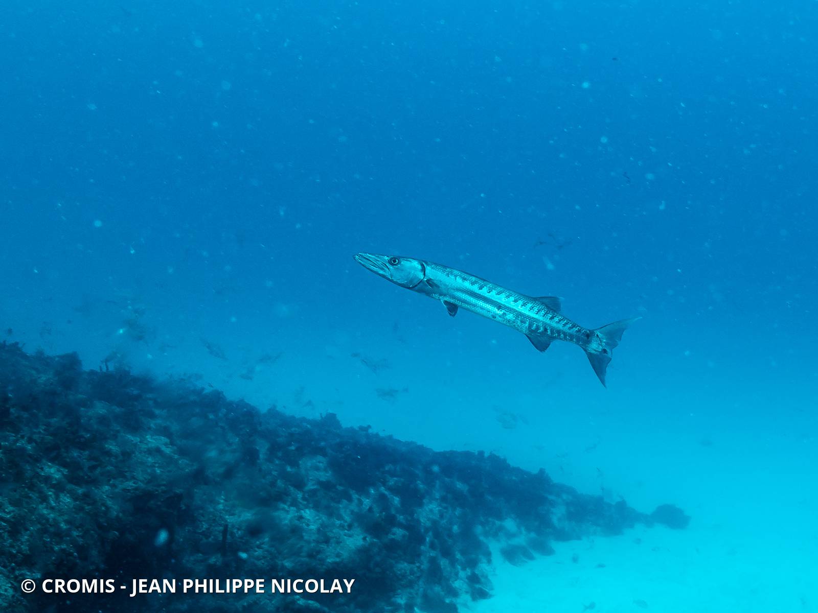 Grand barracuda