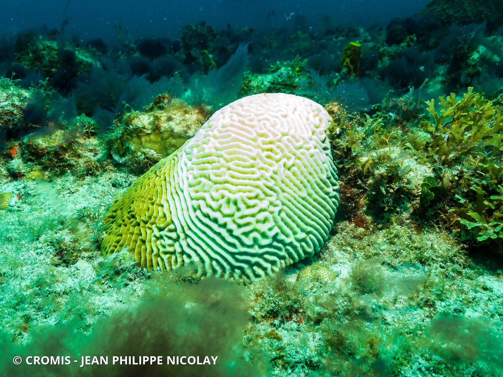 Corail cerveau bosselé