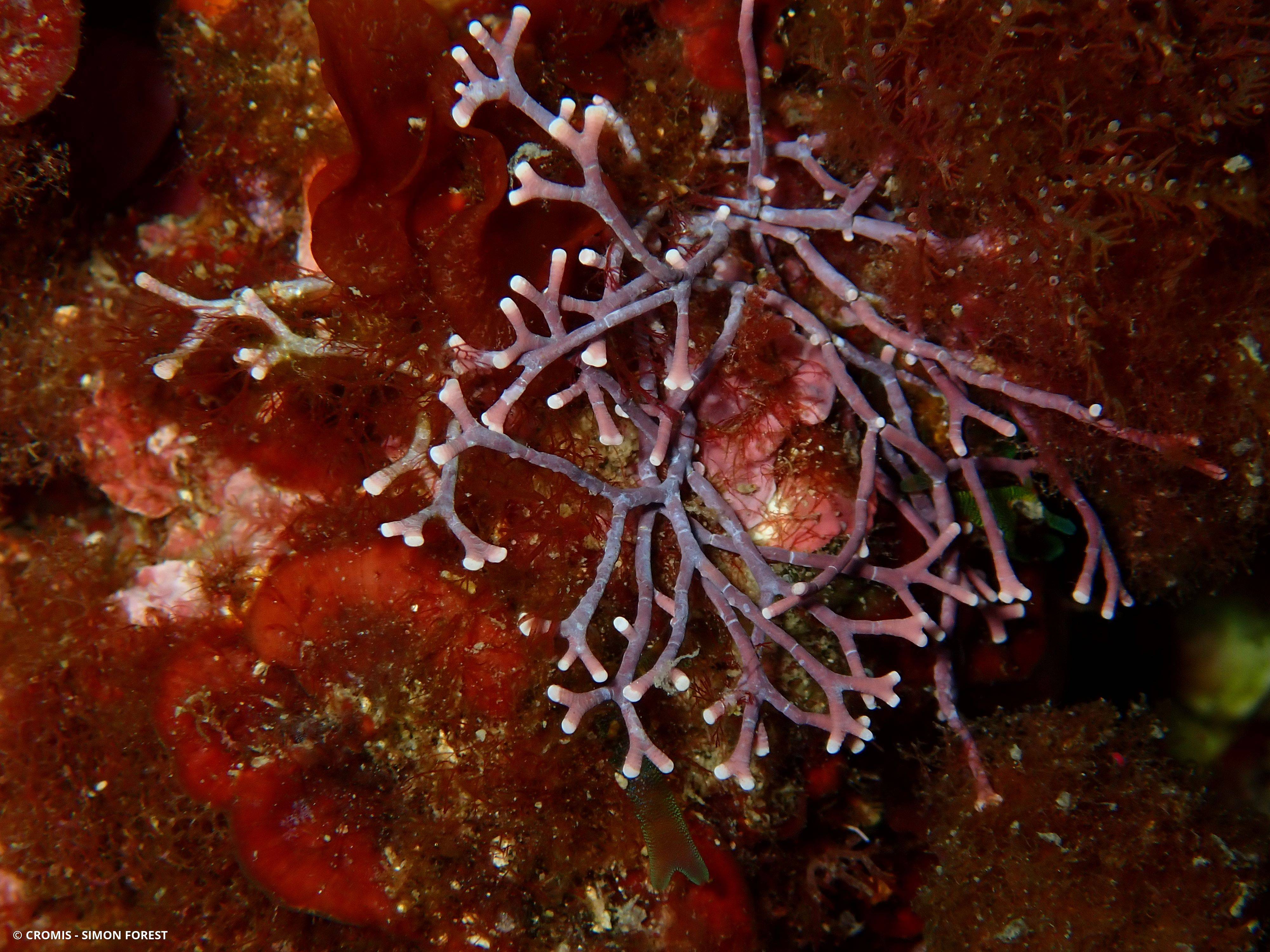 Amphiroa rigide