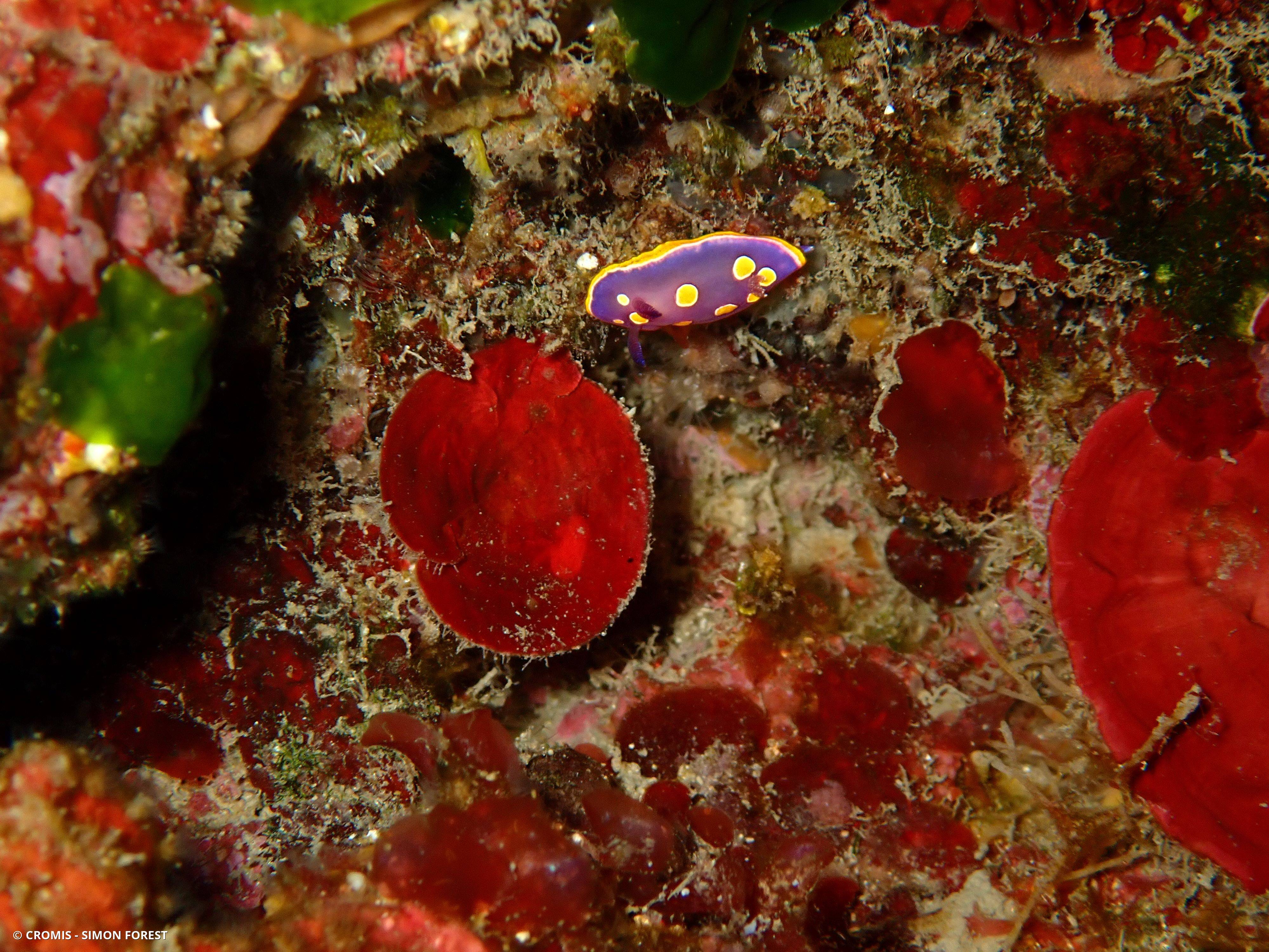 Doris tachetée mauve