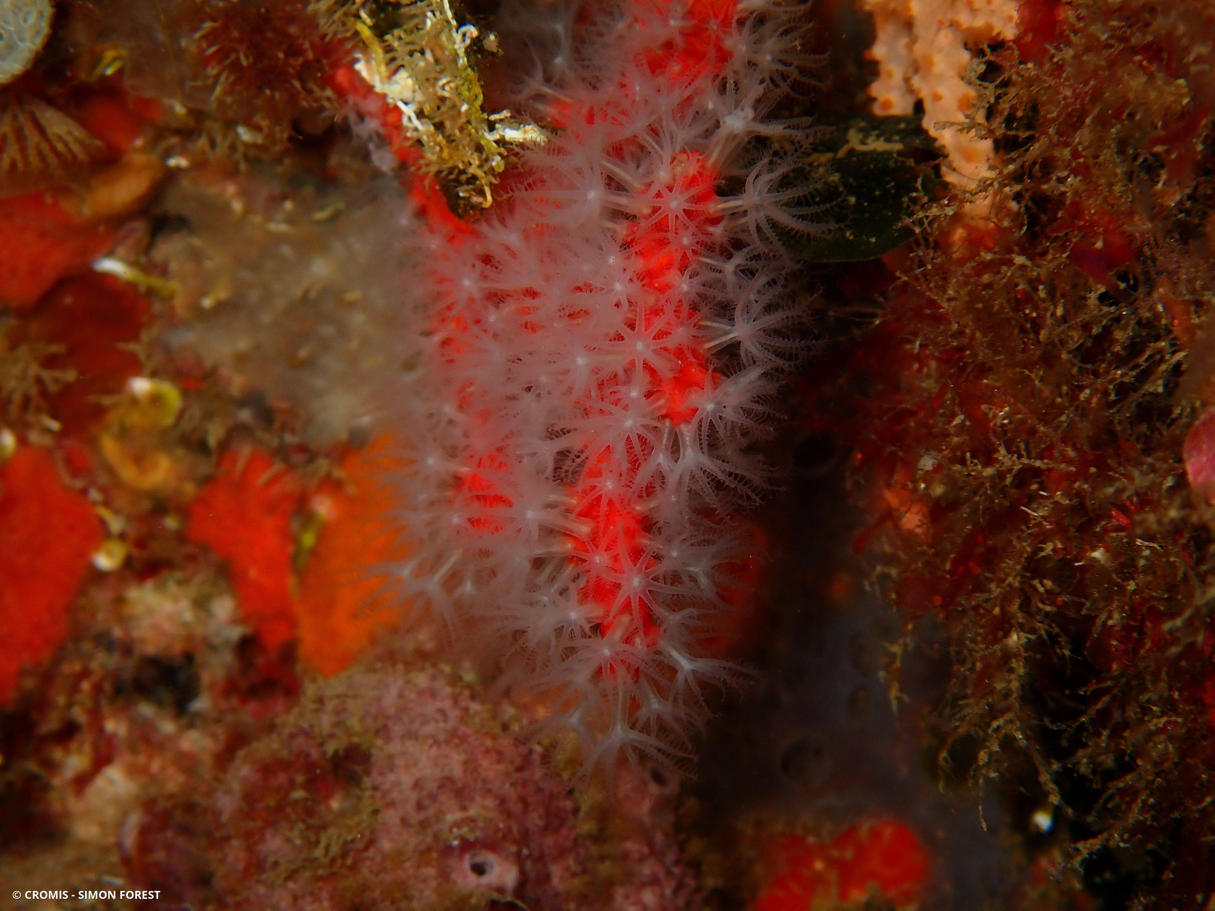 Corail rouge de Méditerranée