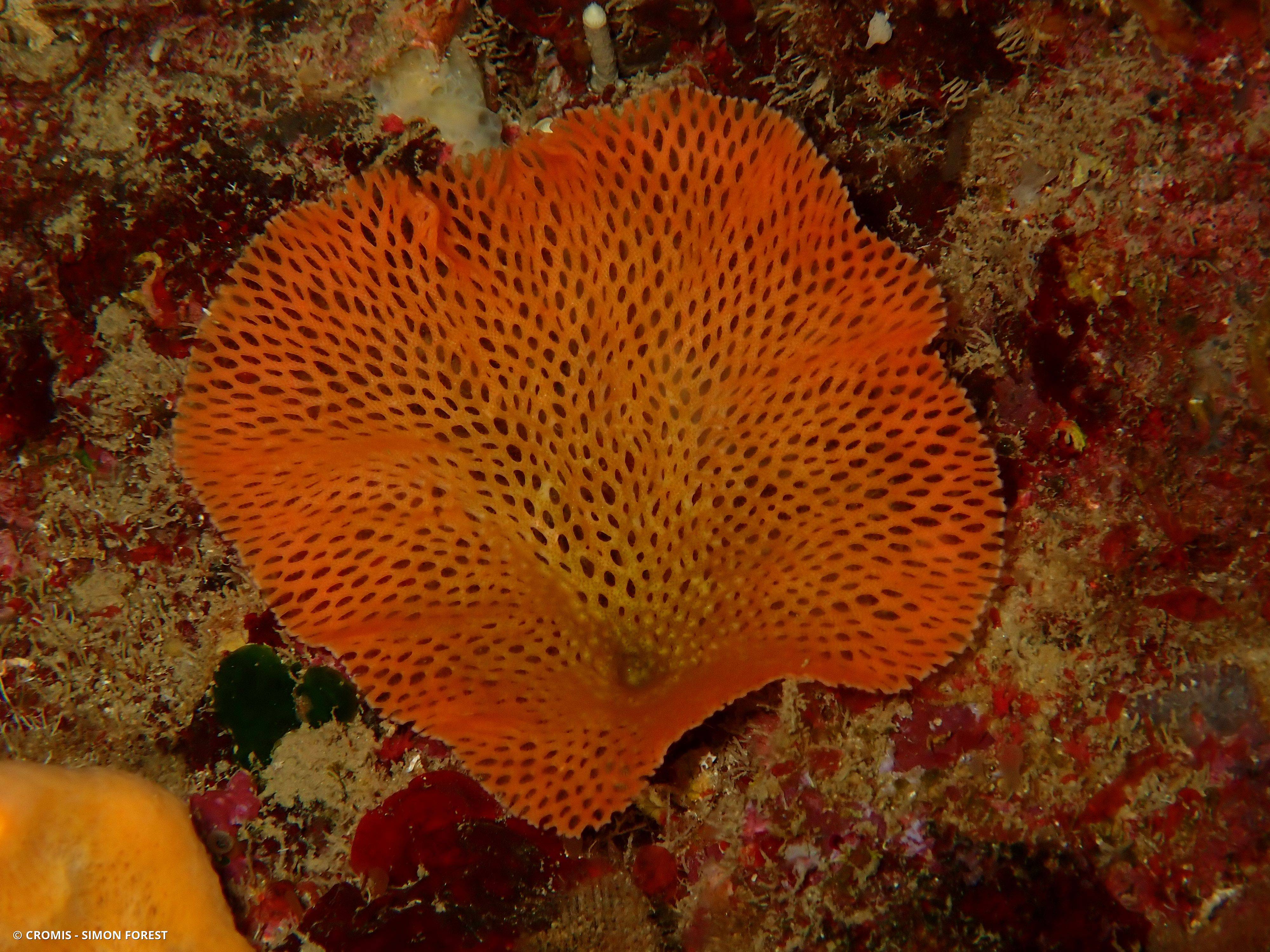 Dentelle des grottes