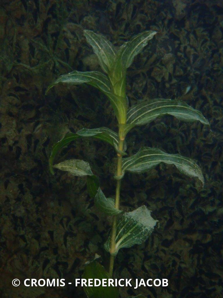 Potamot perfolié