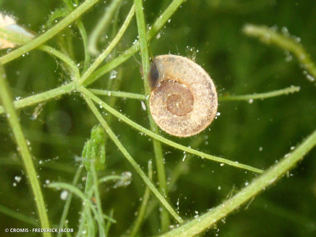 Planorbe des étangs