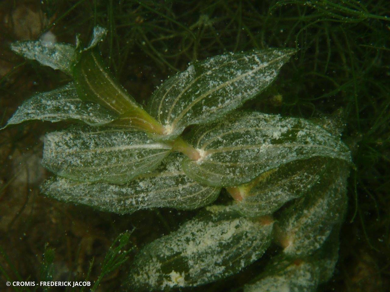 Potamot perfolié