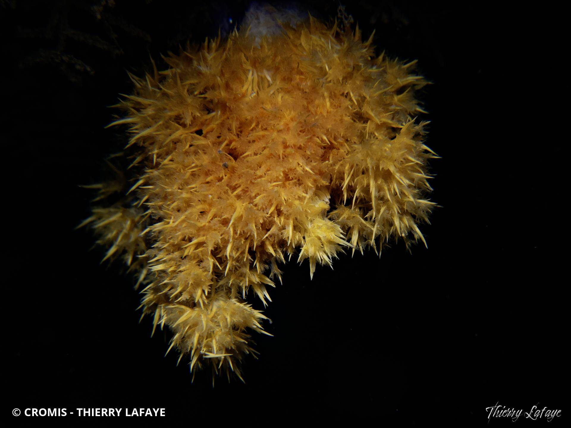 Alcyonaire épineux