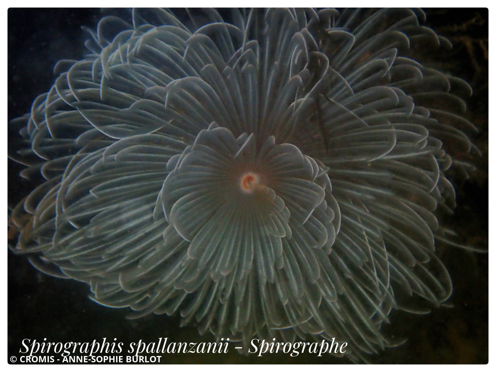 Spirographe