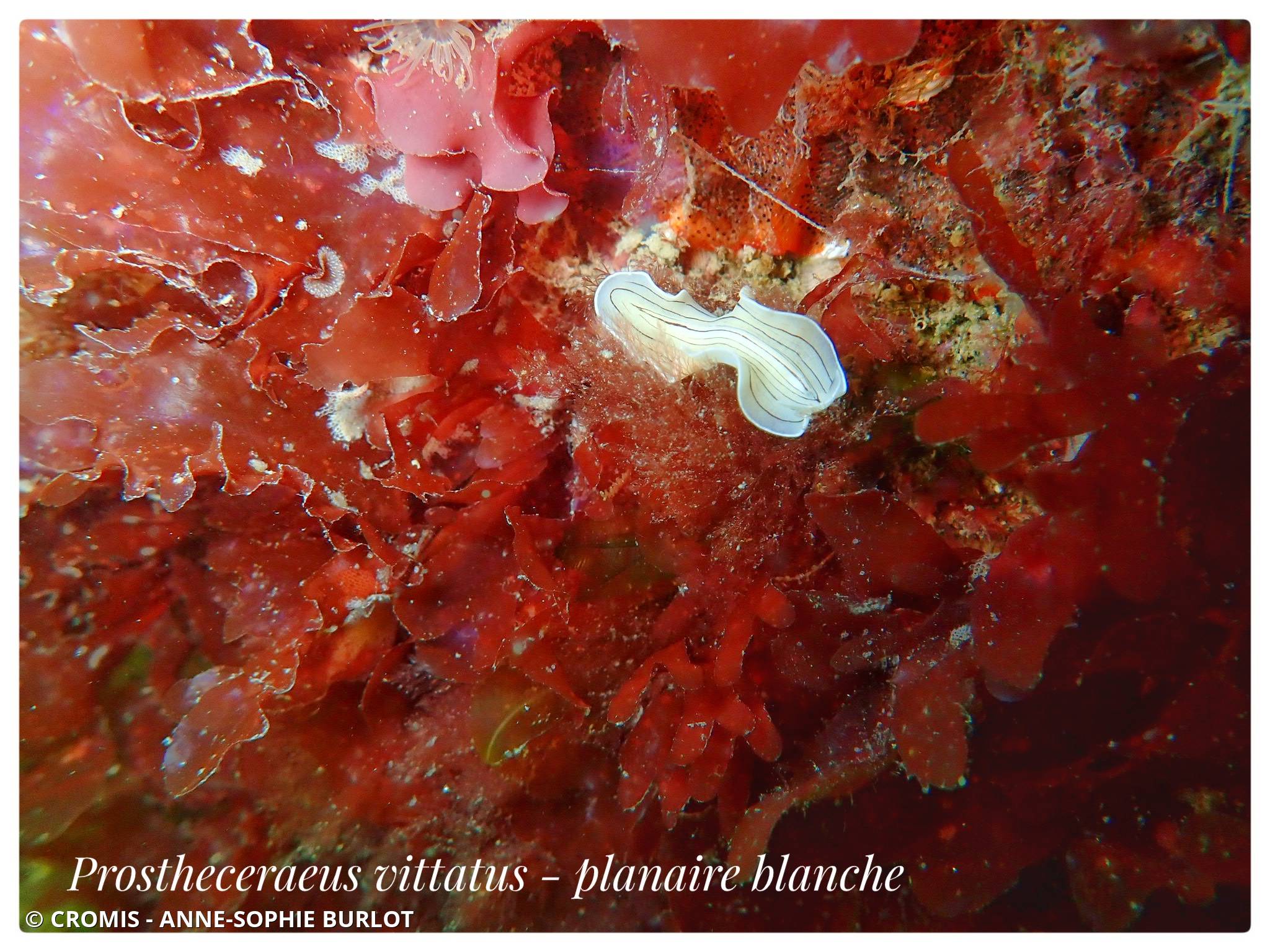 Planaire blanche