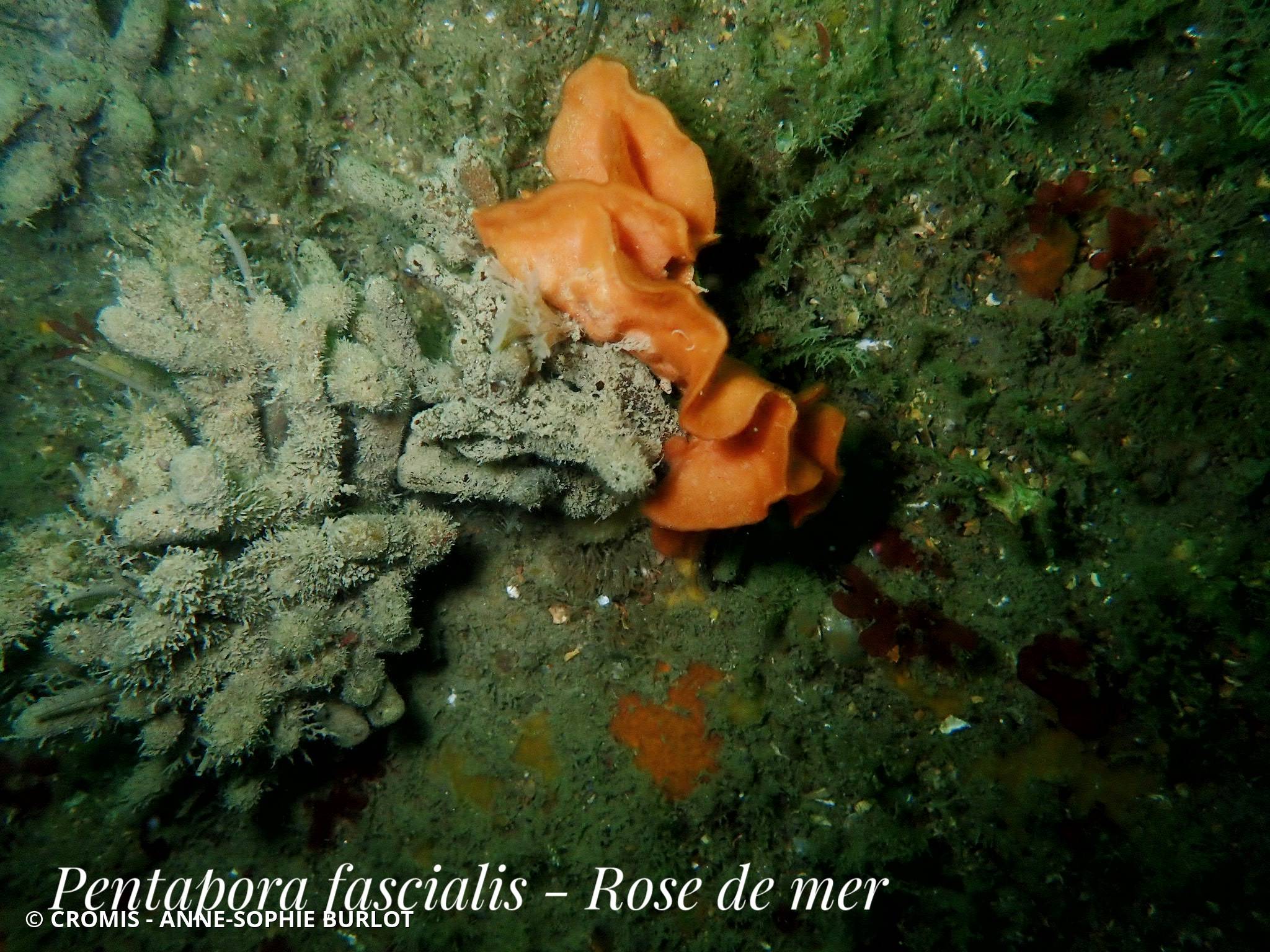 Rose de mer atlantique