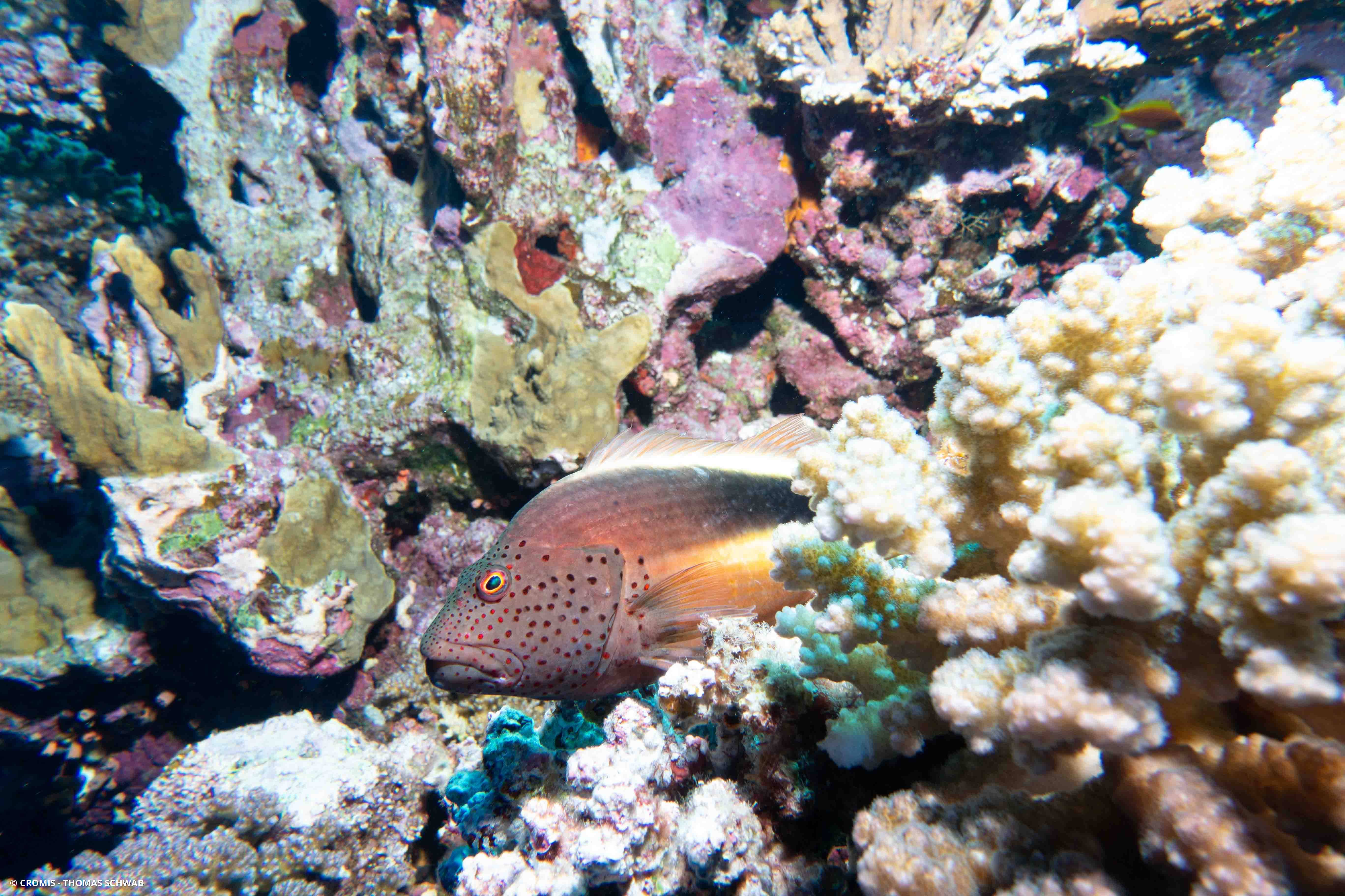 Poisson-faucon à taches de rousseur