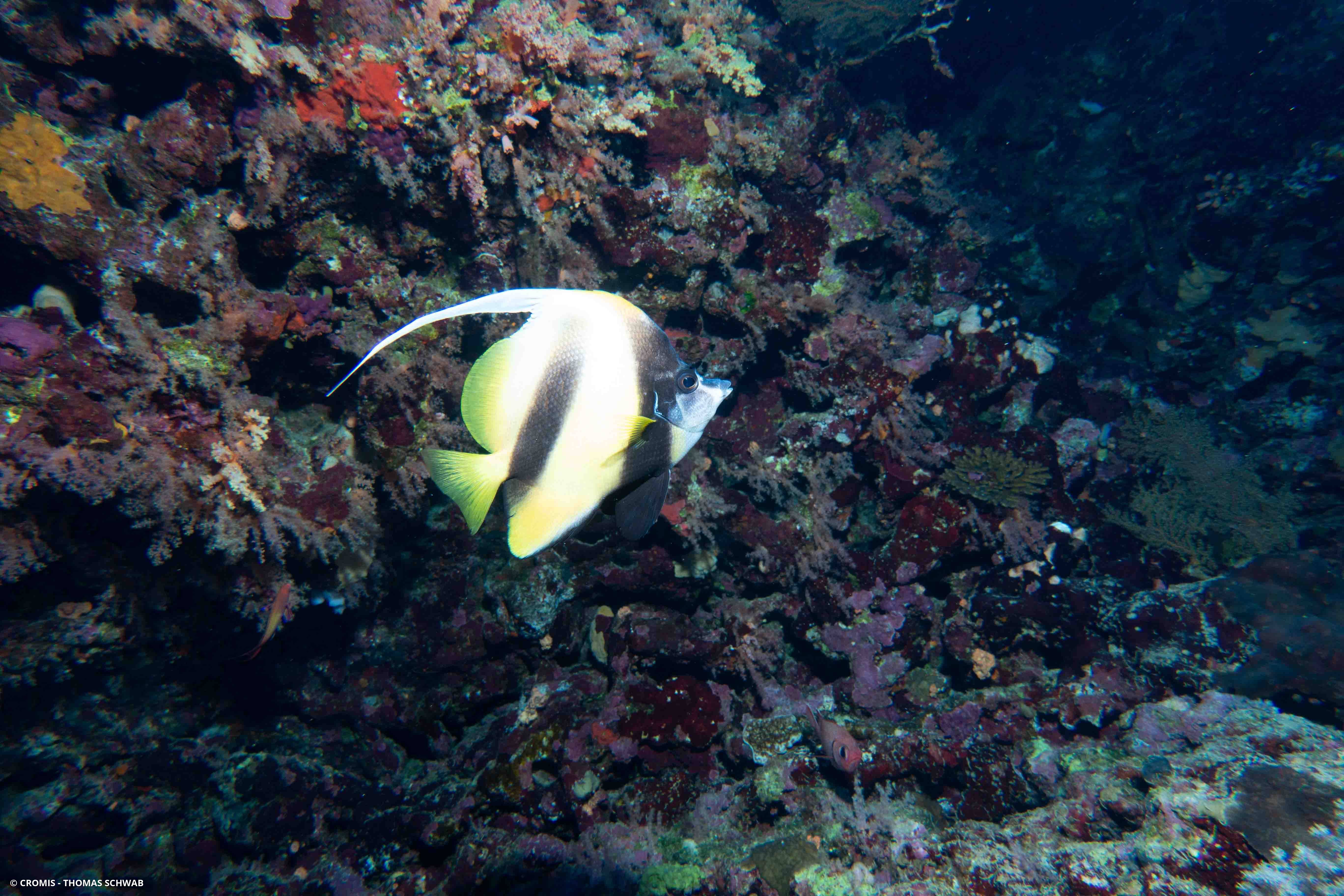 Poisson-cocher de Mer Rouge