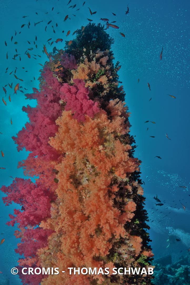 Alcyonaire arborescent