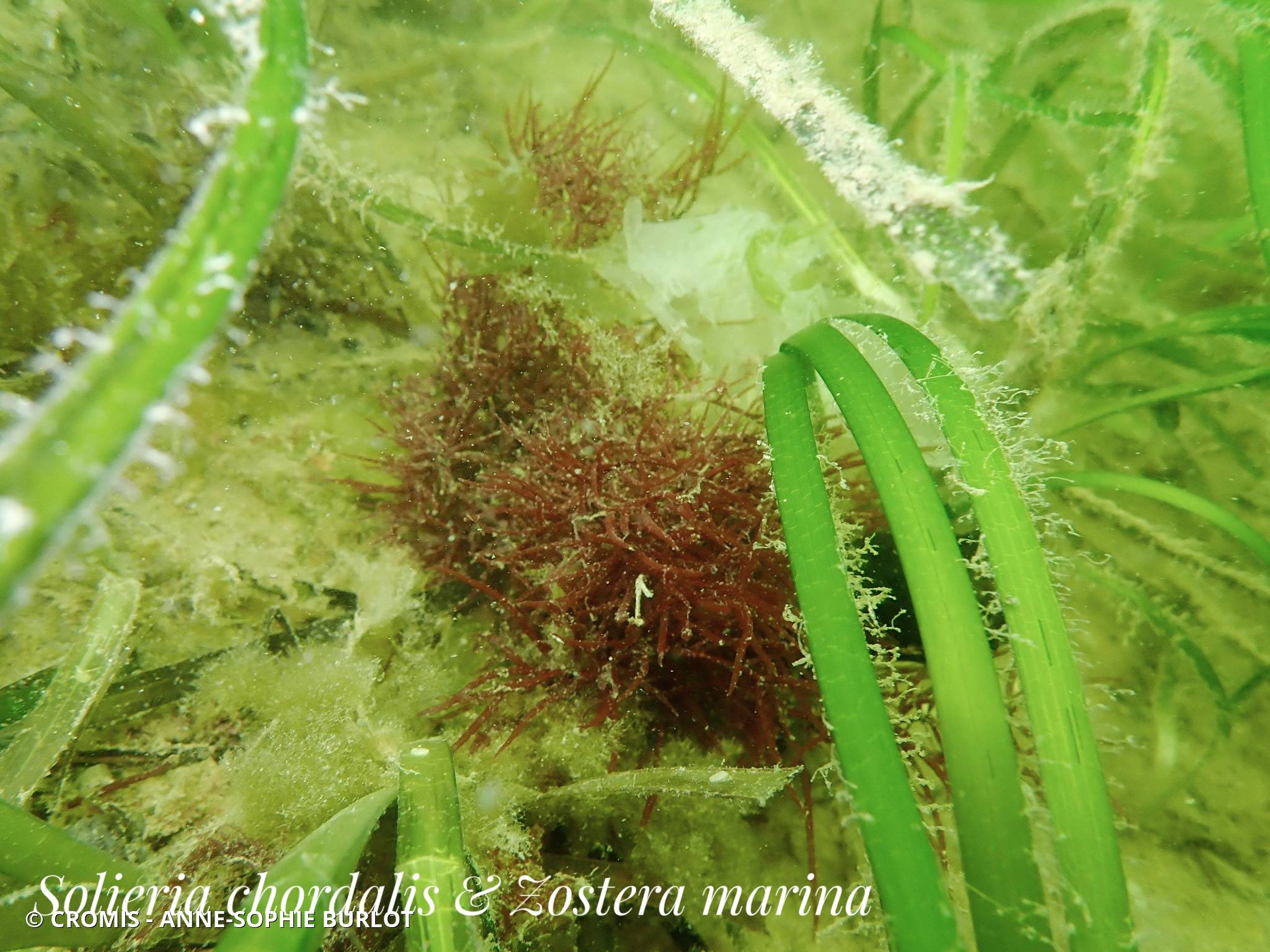Zostère marine