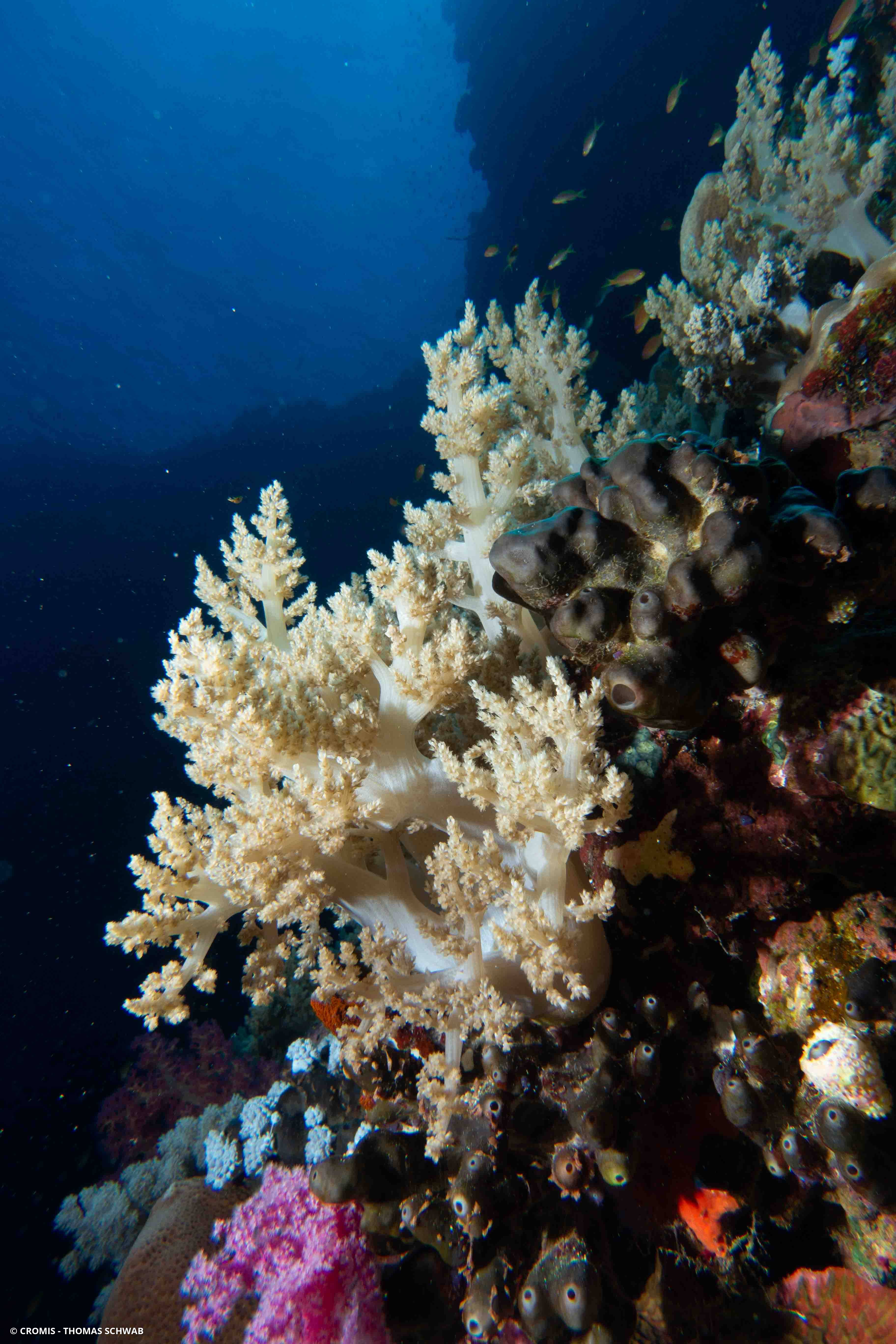 Alcyonaire arborescent