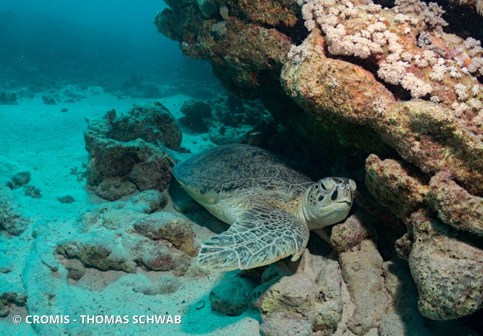 Tortue verte