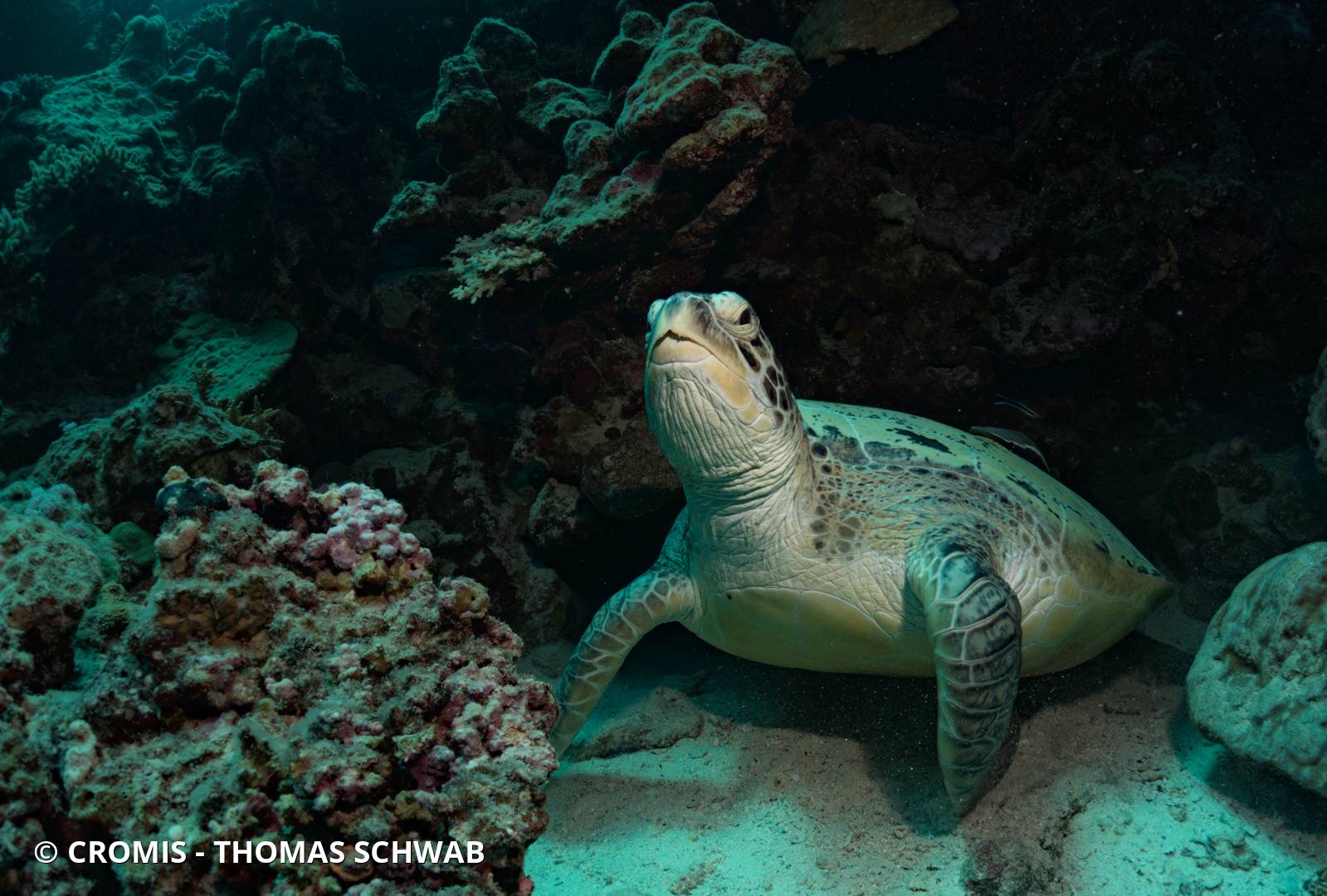 Tortue verte