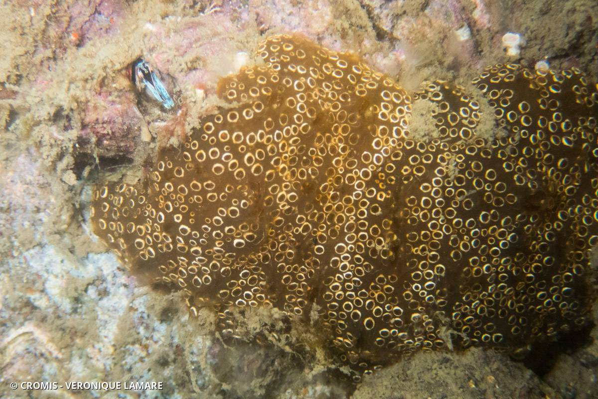 Distaplia des Bermudes