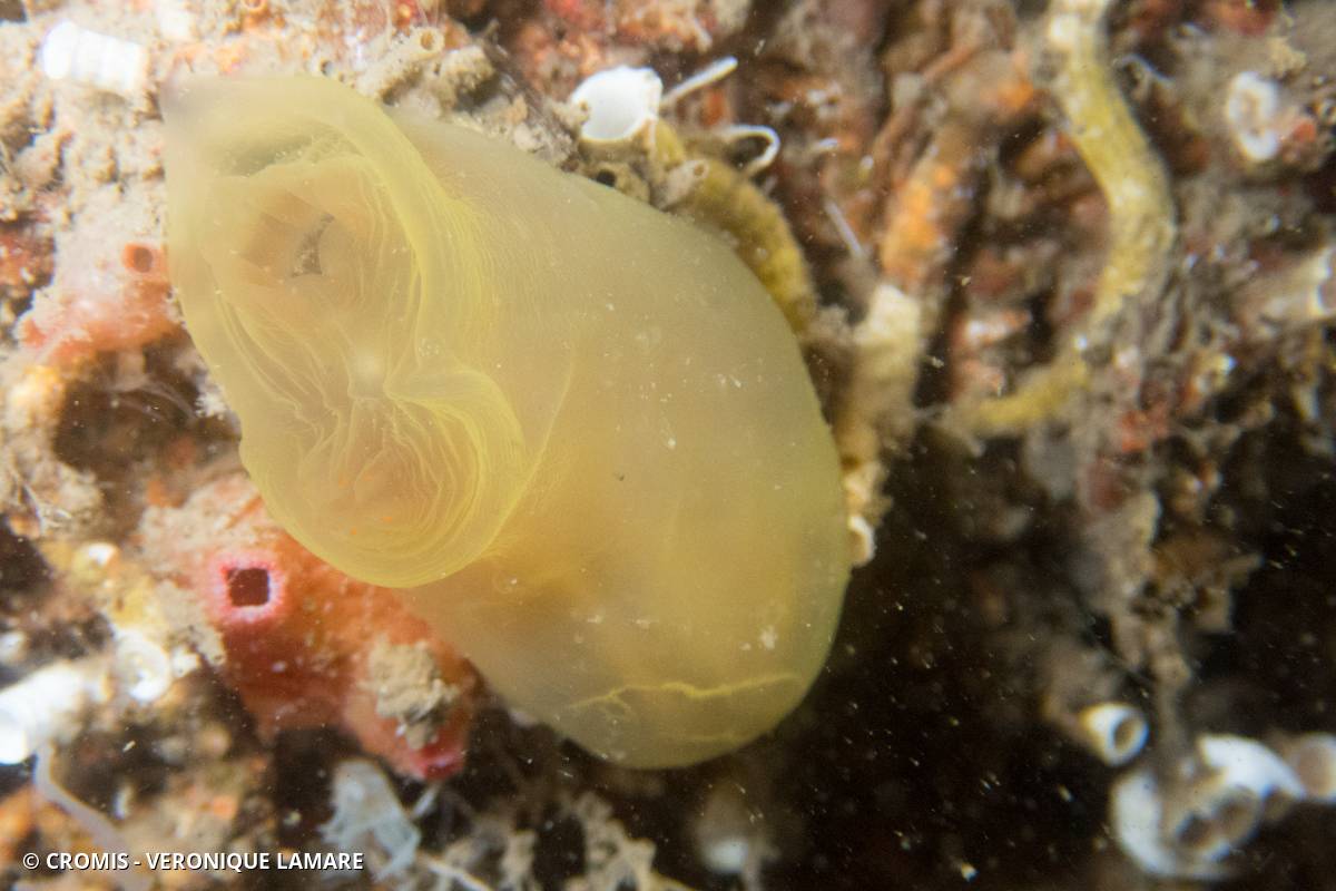 Ascidie coquillière