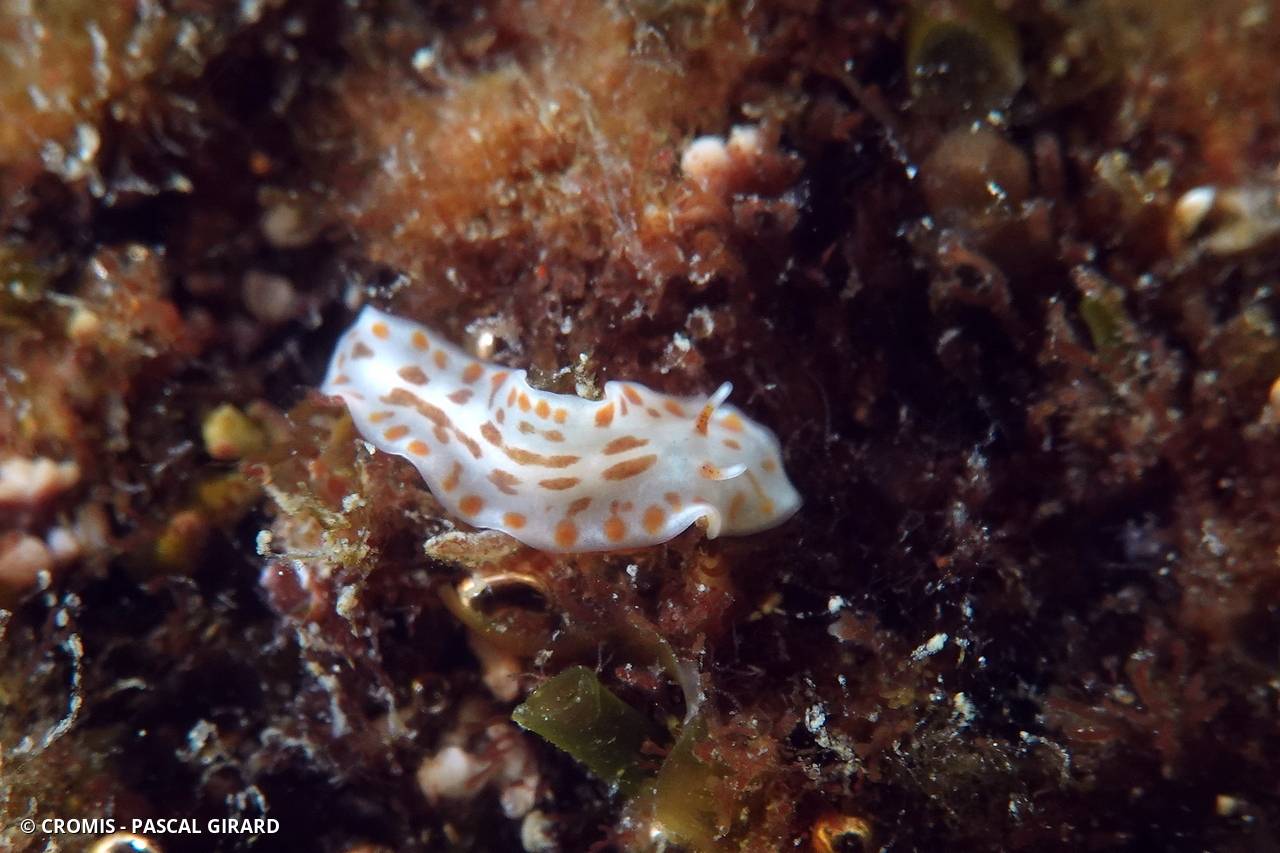 Stylochus de du Plessis