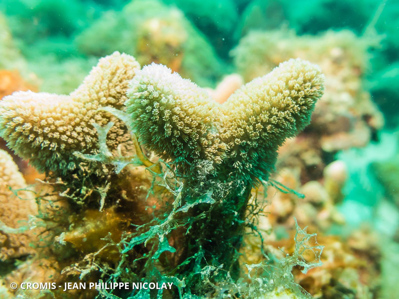 Corail cierge