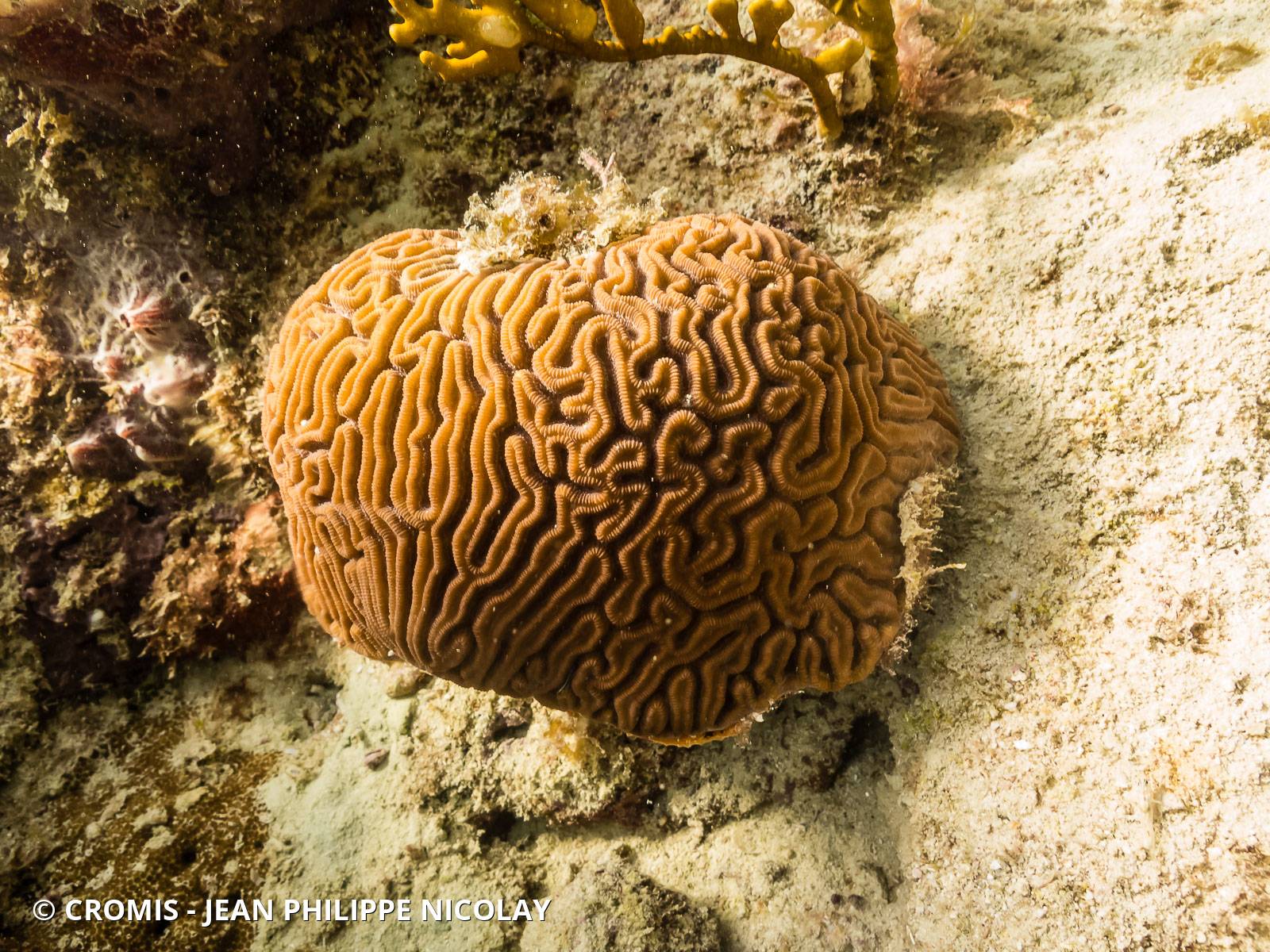 Corail cerveau de Neptune