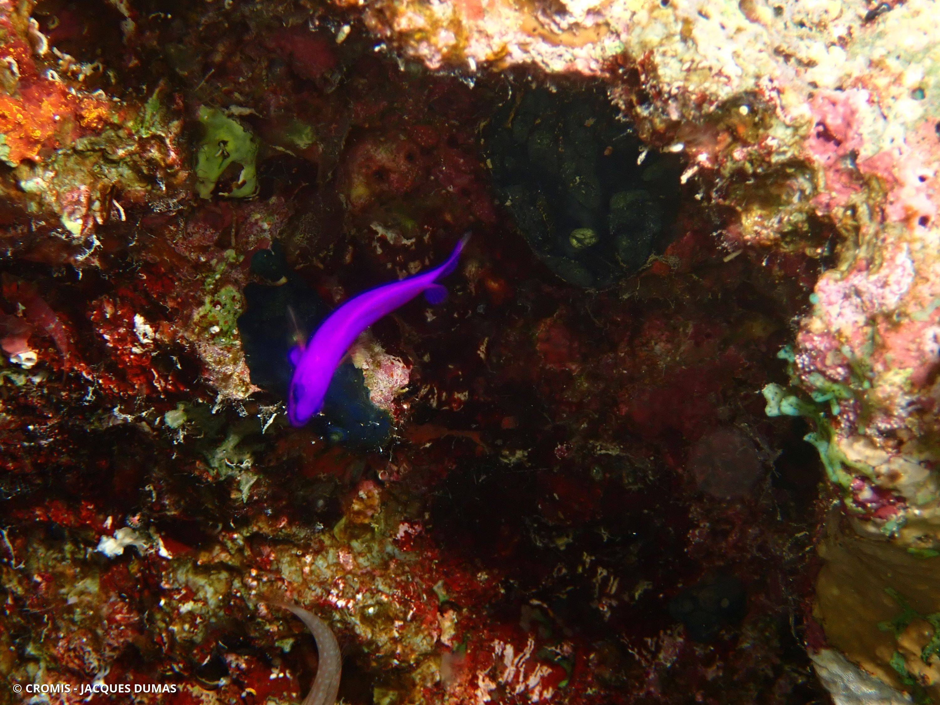 Serran orchidée