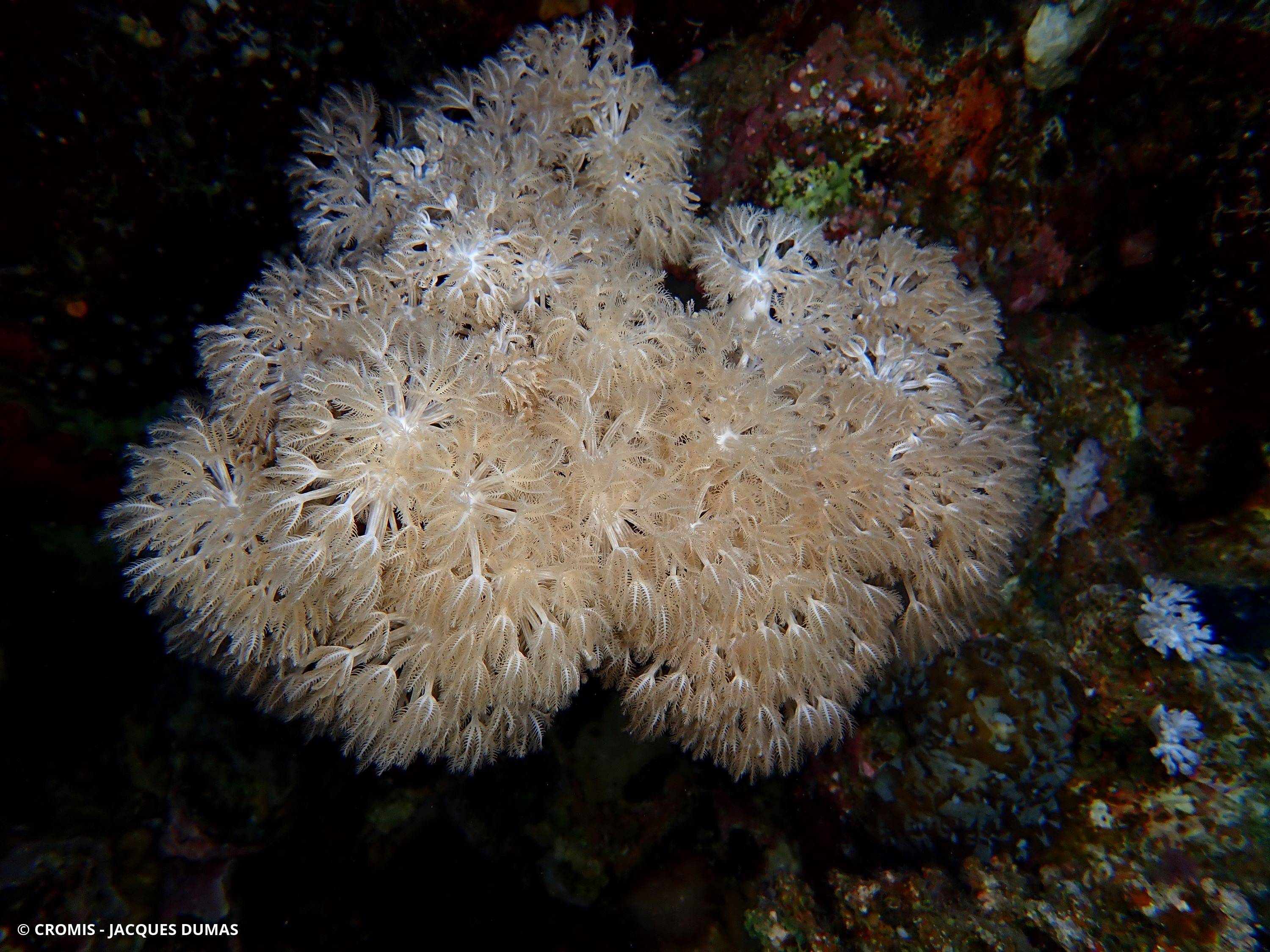 Corail plume d'autruche