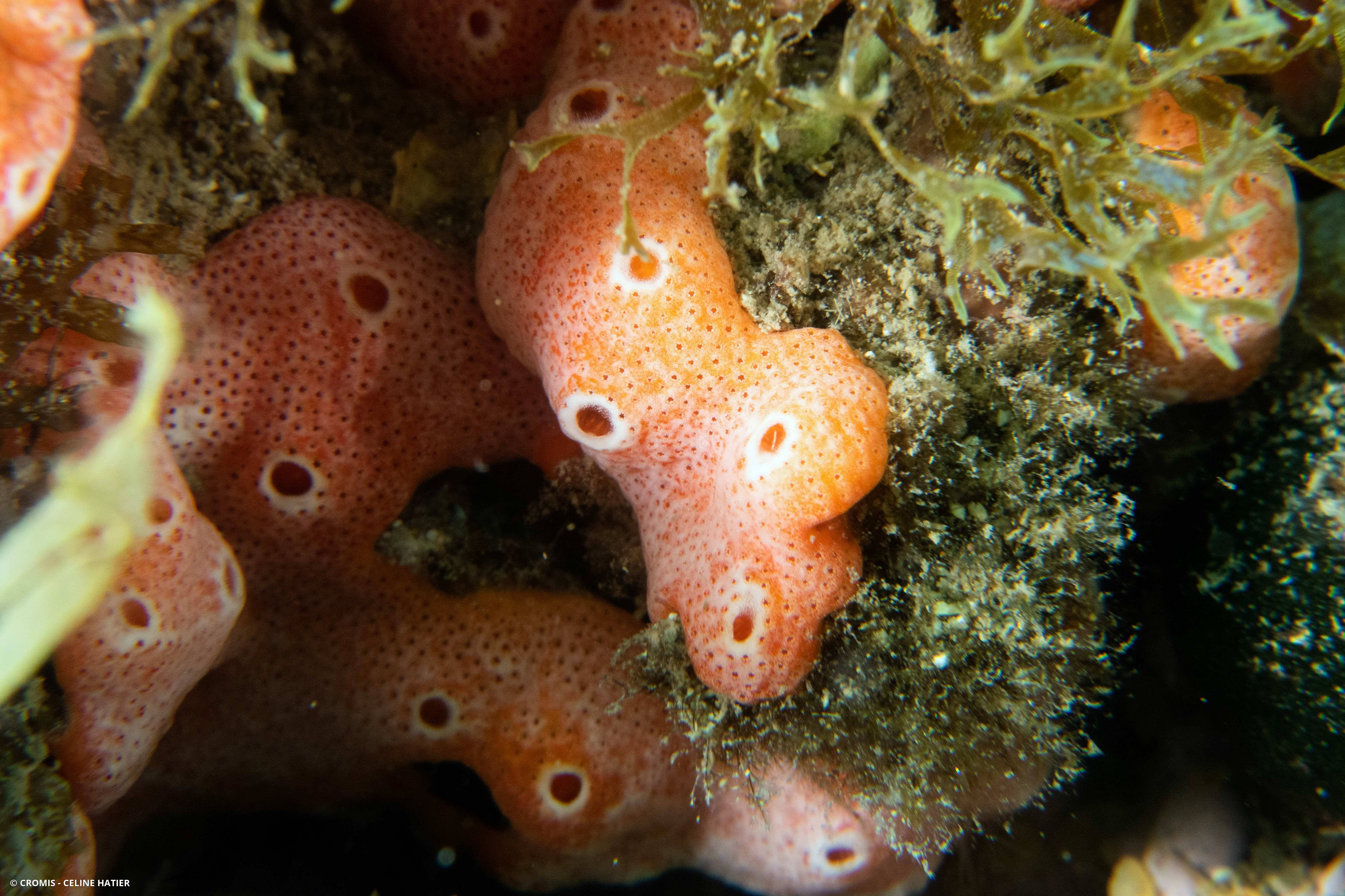 Didemne coccinelle