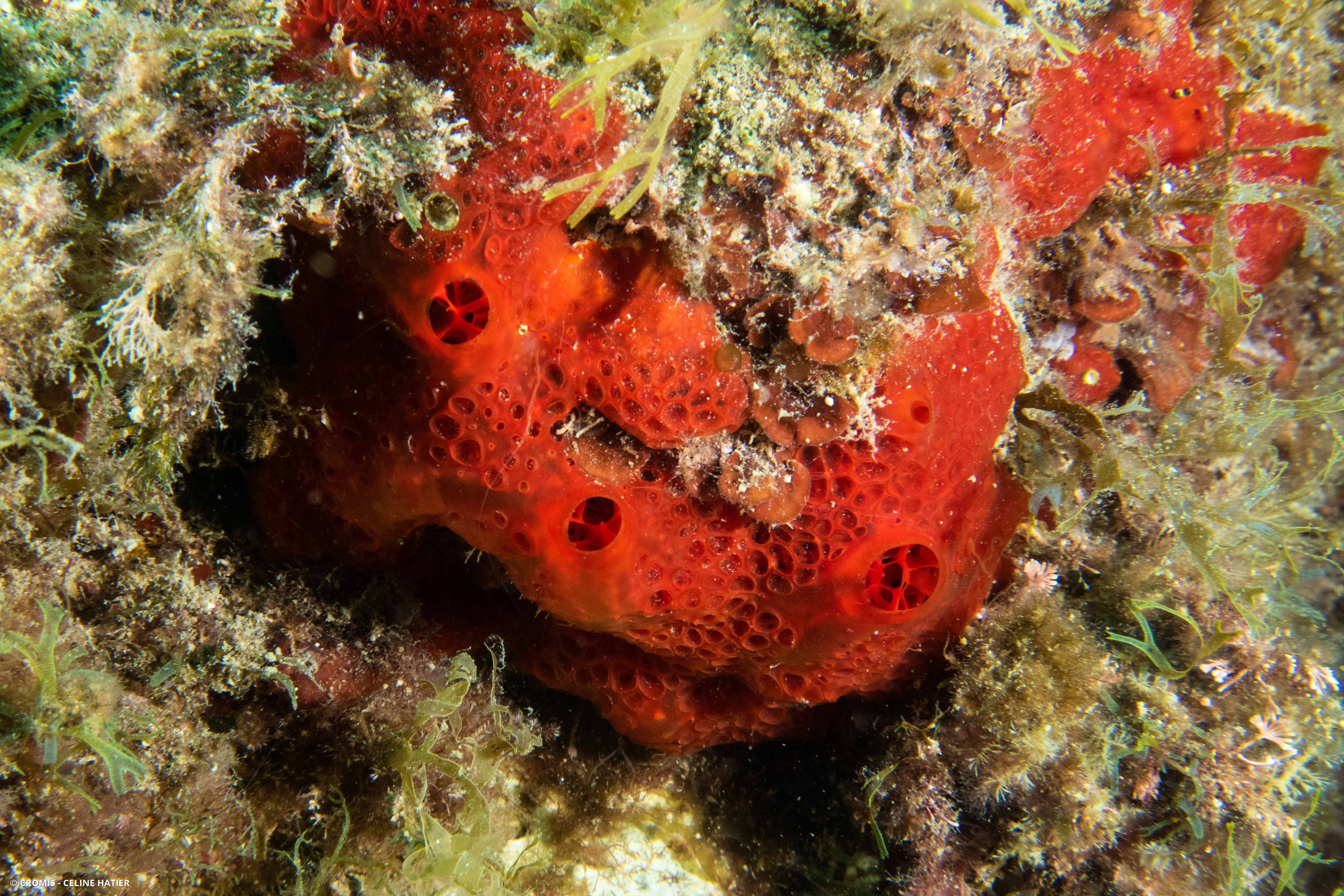 Eponge rouge à cratères