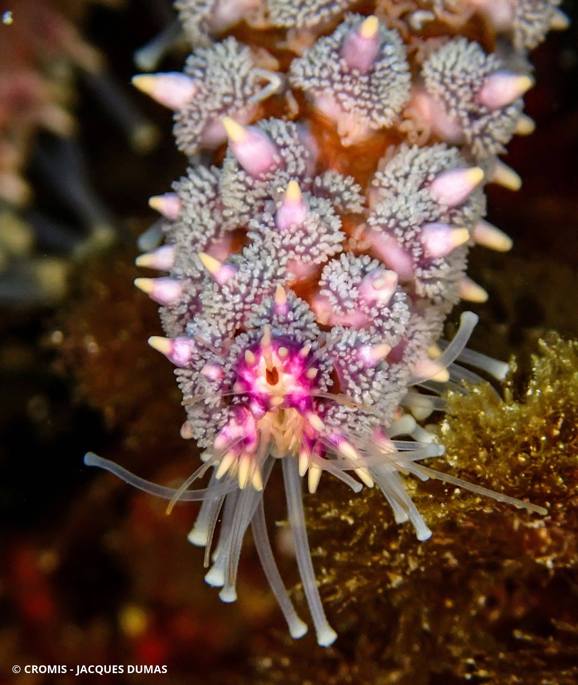 Etoile de mer glaciaire