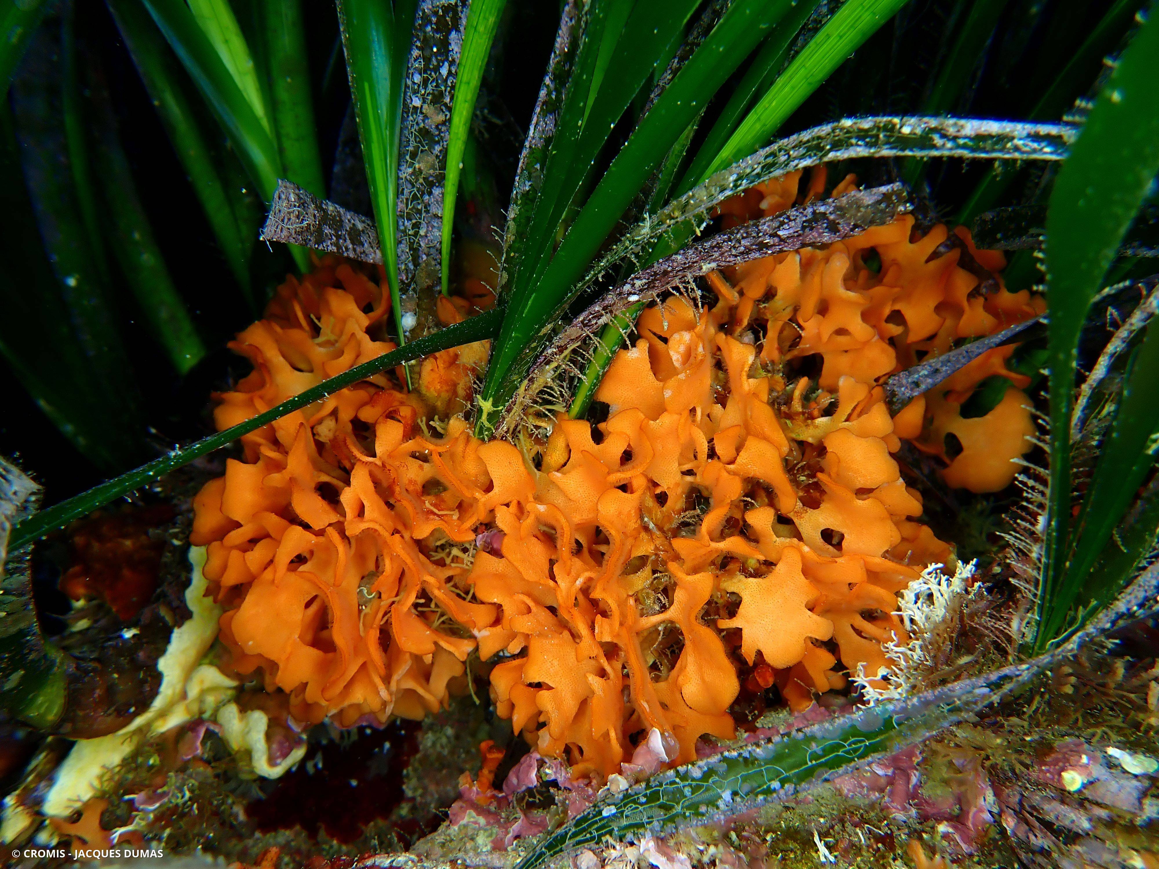 Rose de mer méditerranéenne