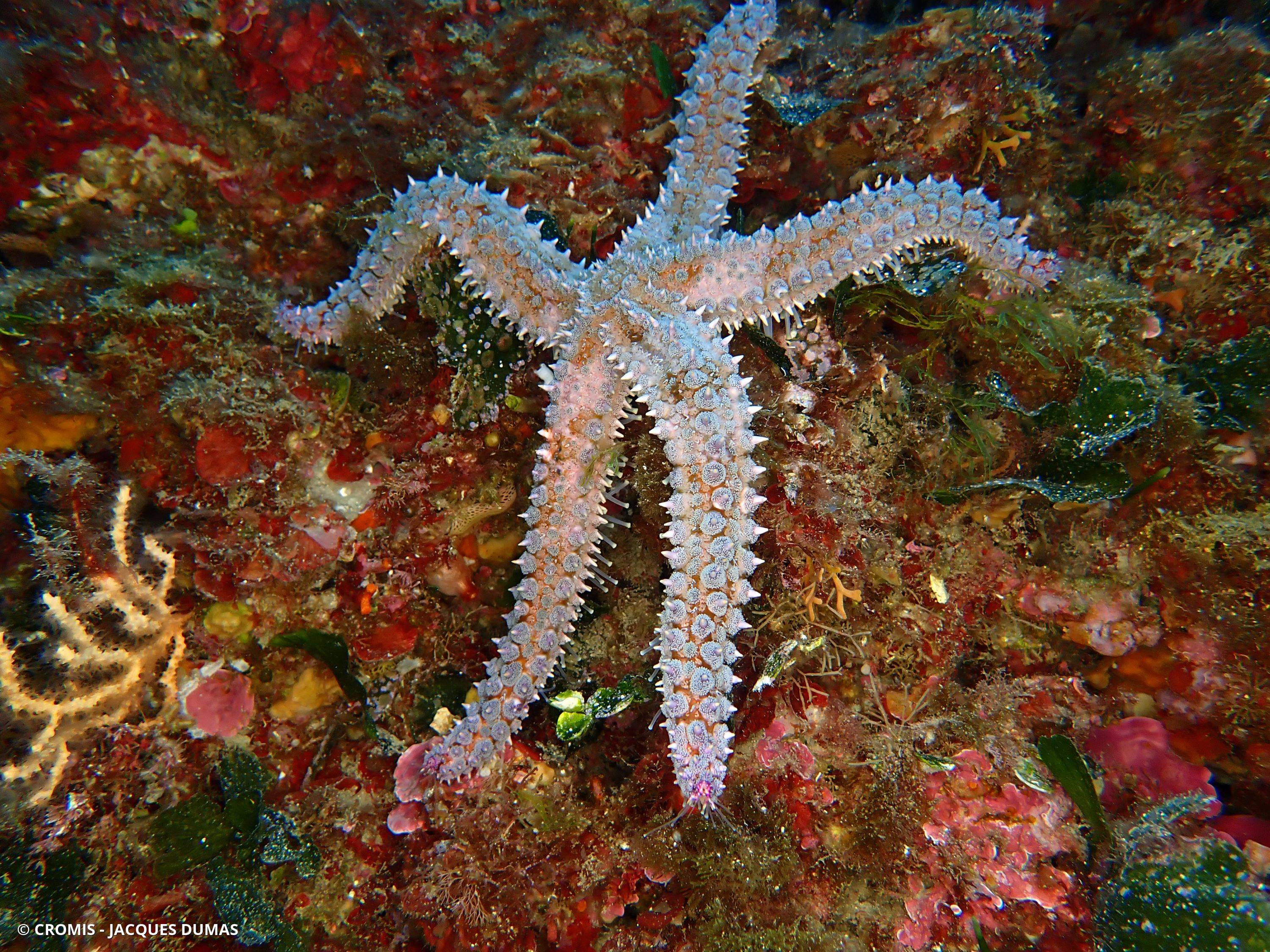 Etoile de mer glaciaire