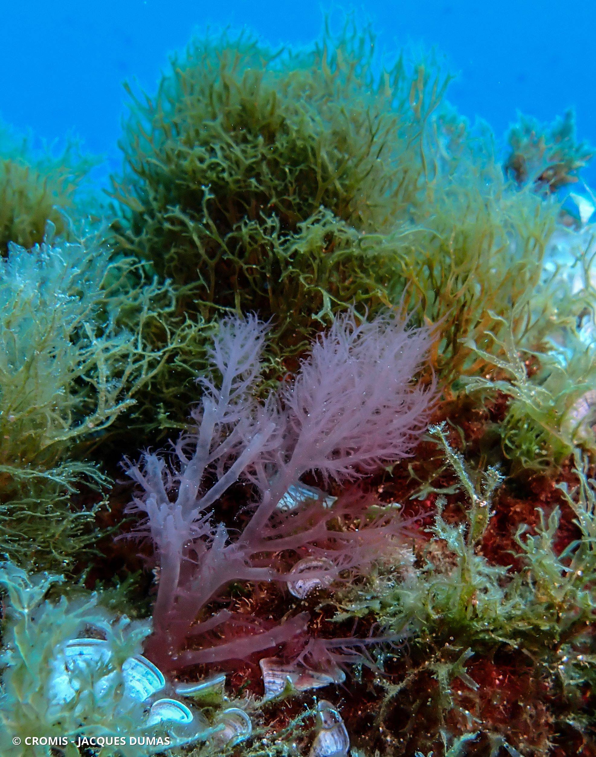 Acrosymphyton pourpre
