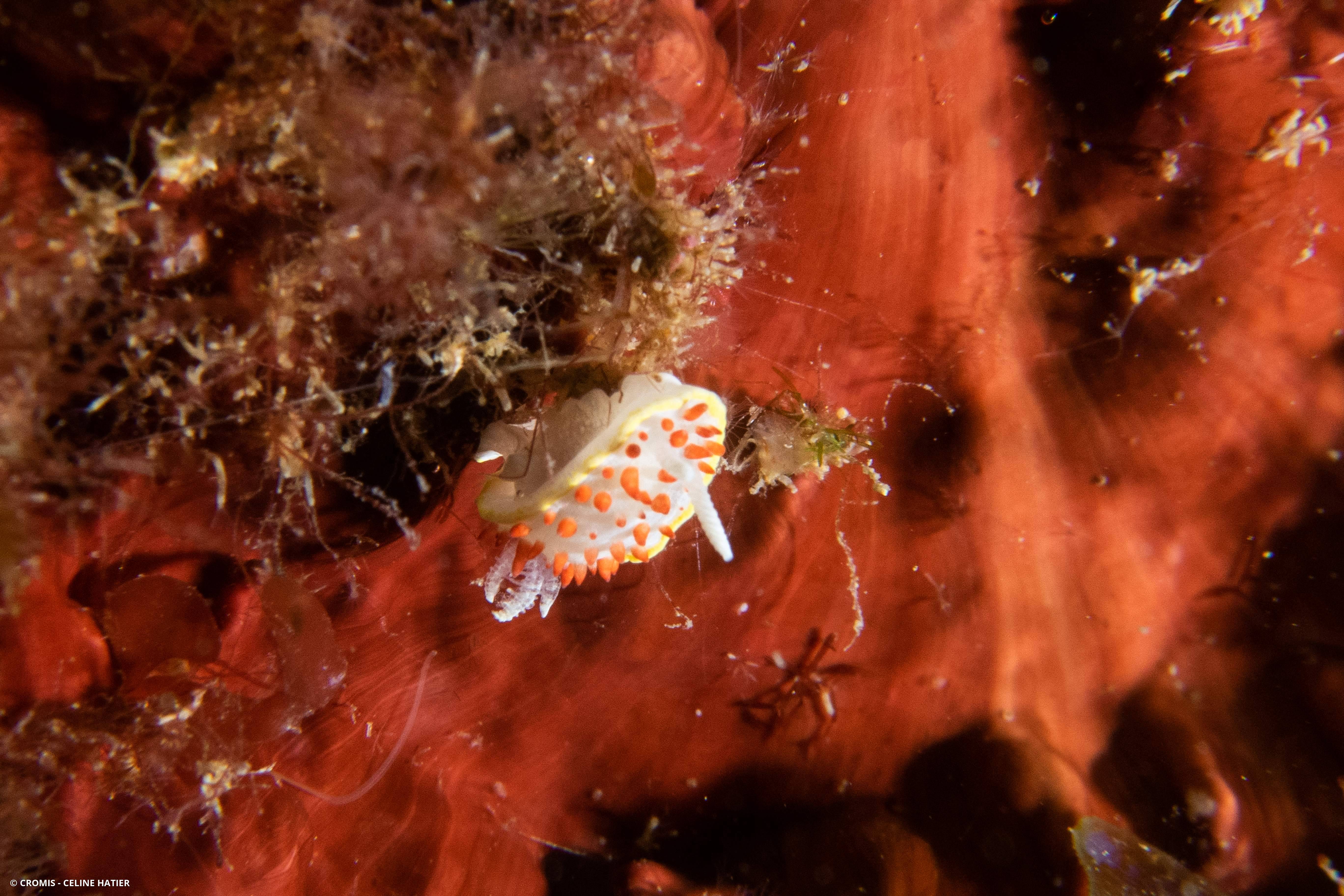 Doris à papilles rouges