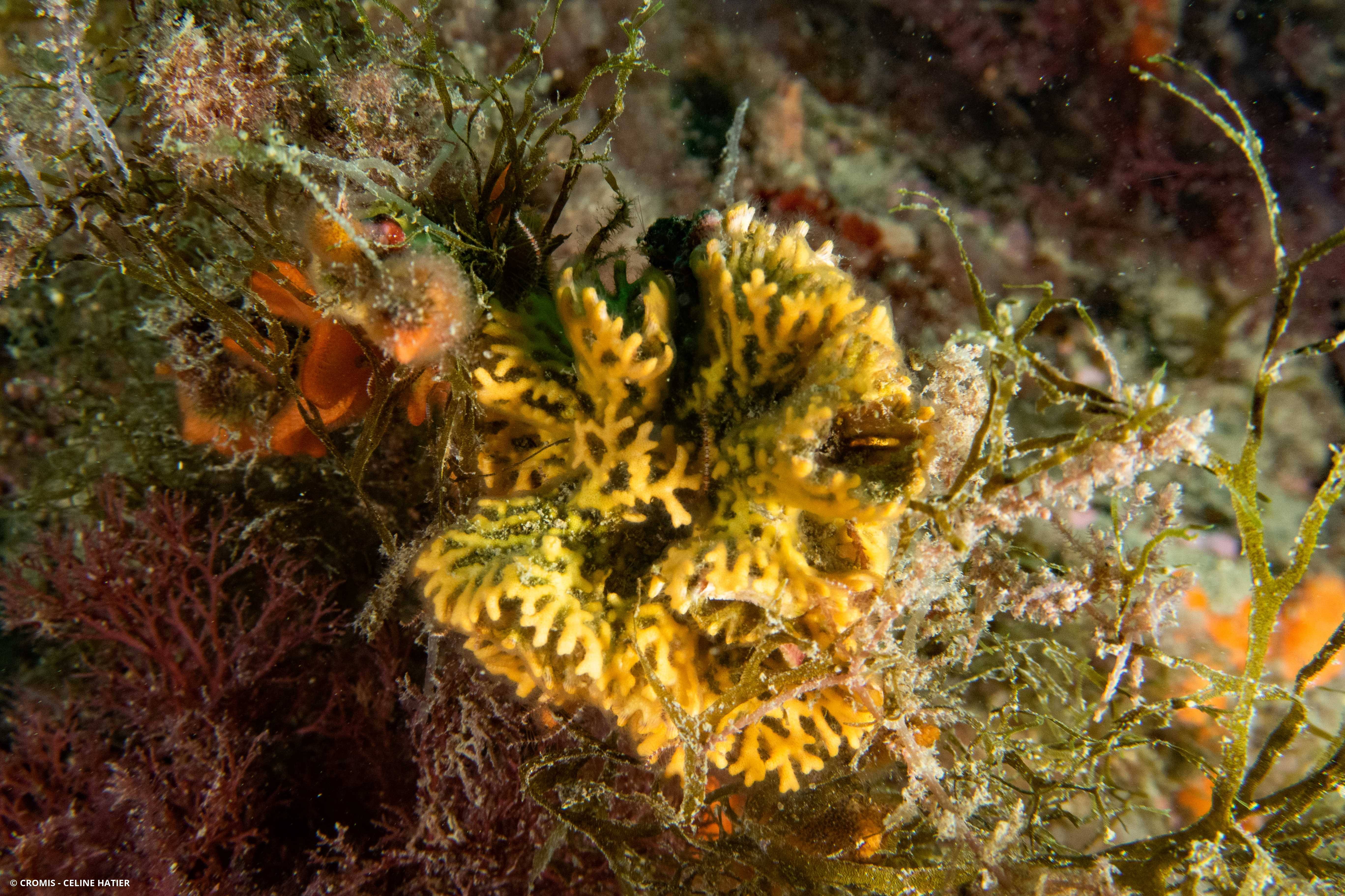 Frondipore verruqueux