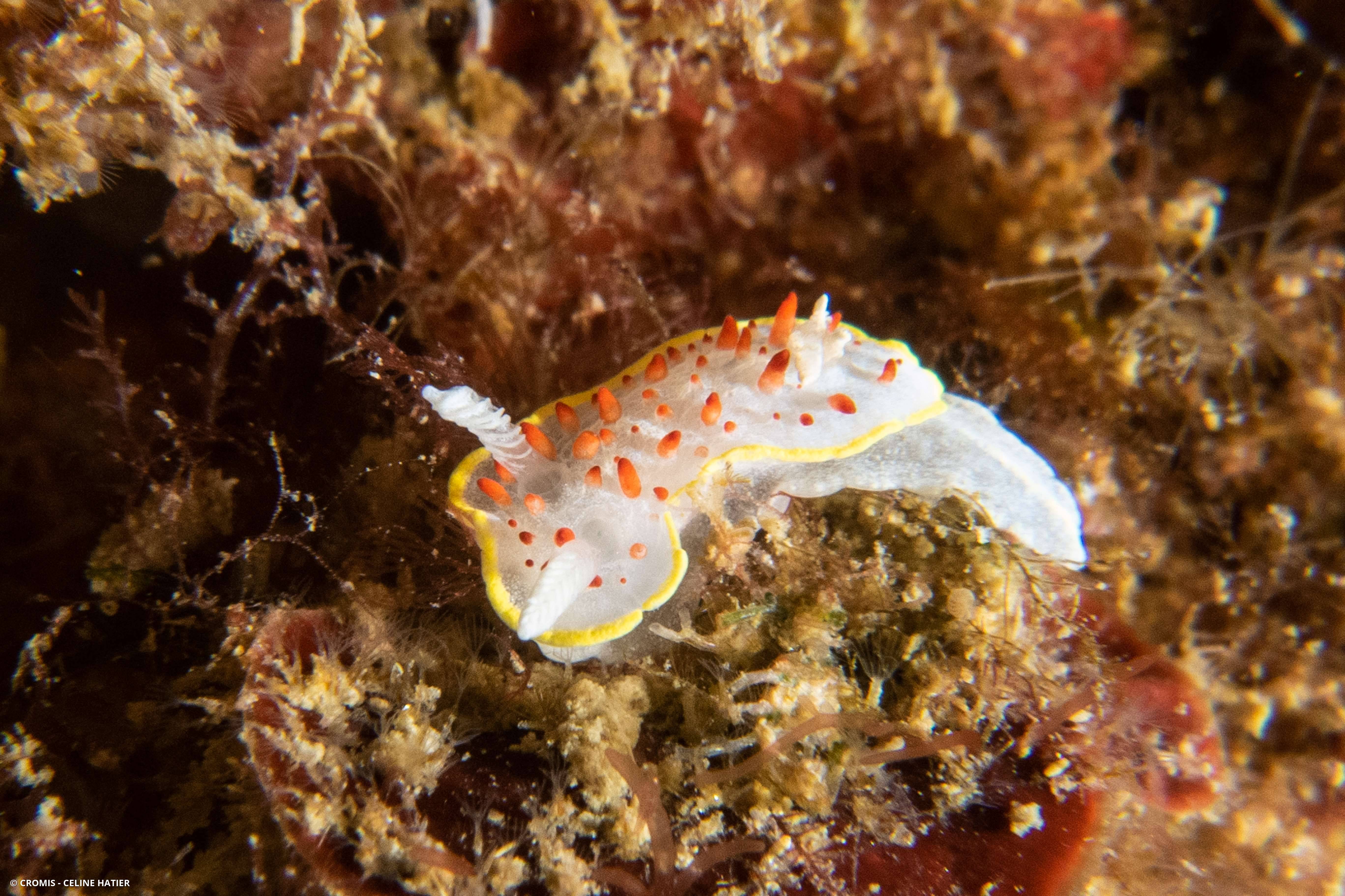 Doris à papilles rouges