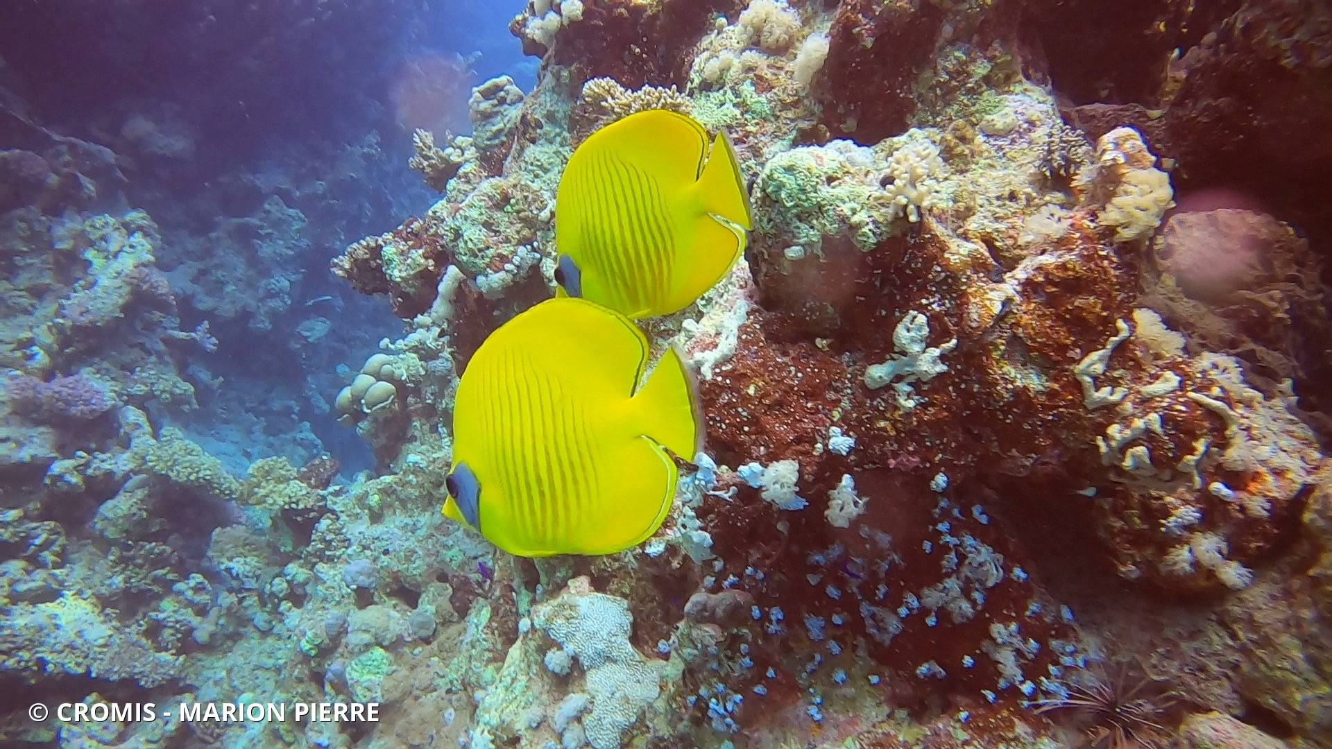 Poisson-papillon jaune masqué