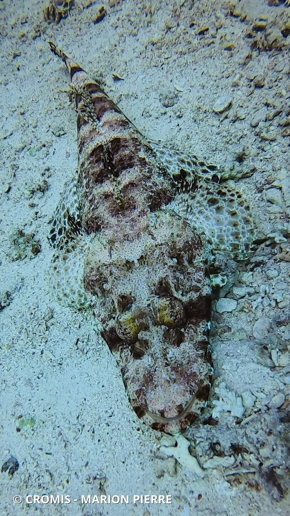 Poisson-crocodile tapis