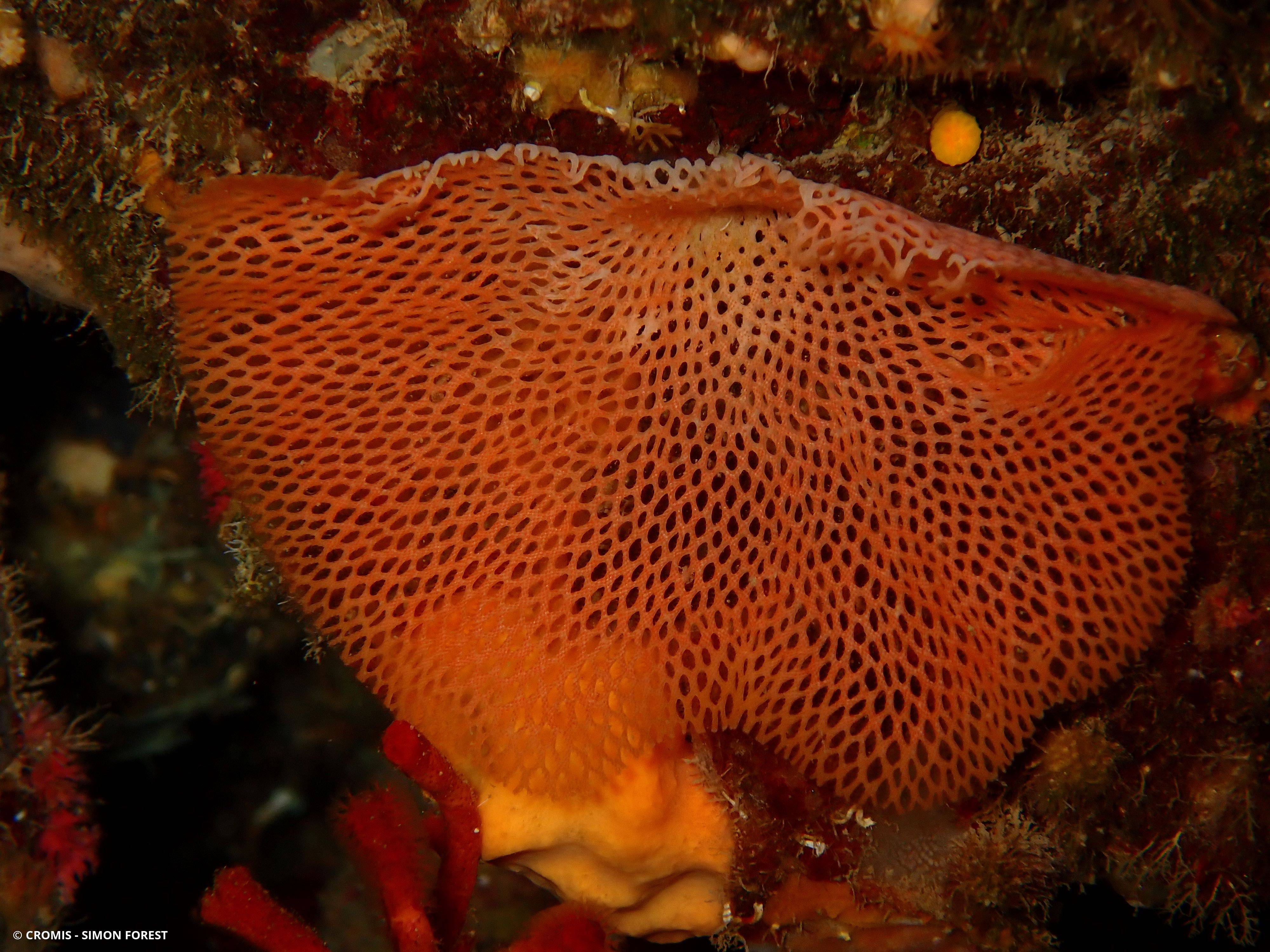Dentelle des grottes