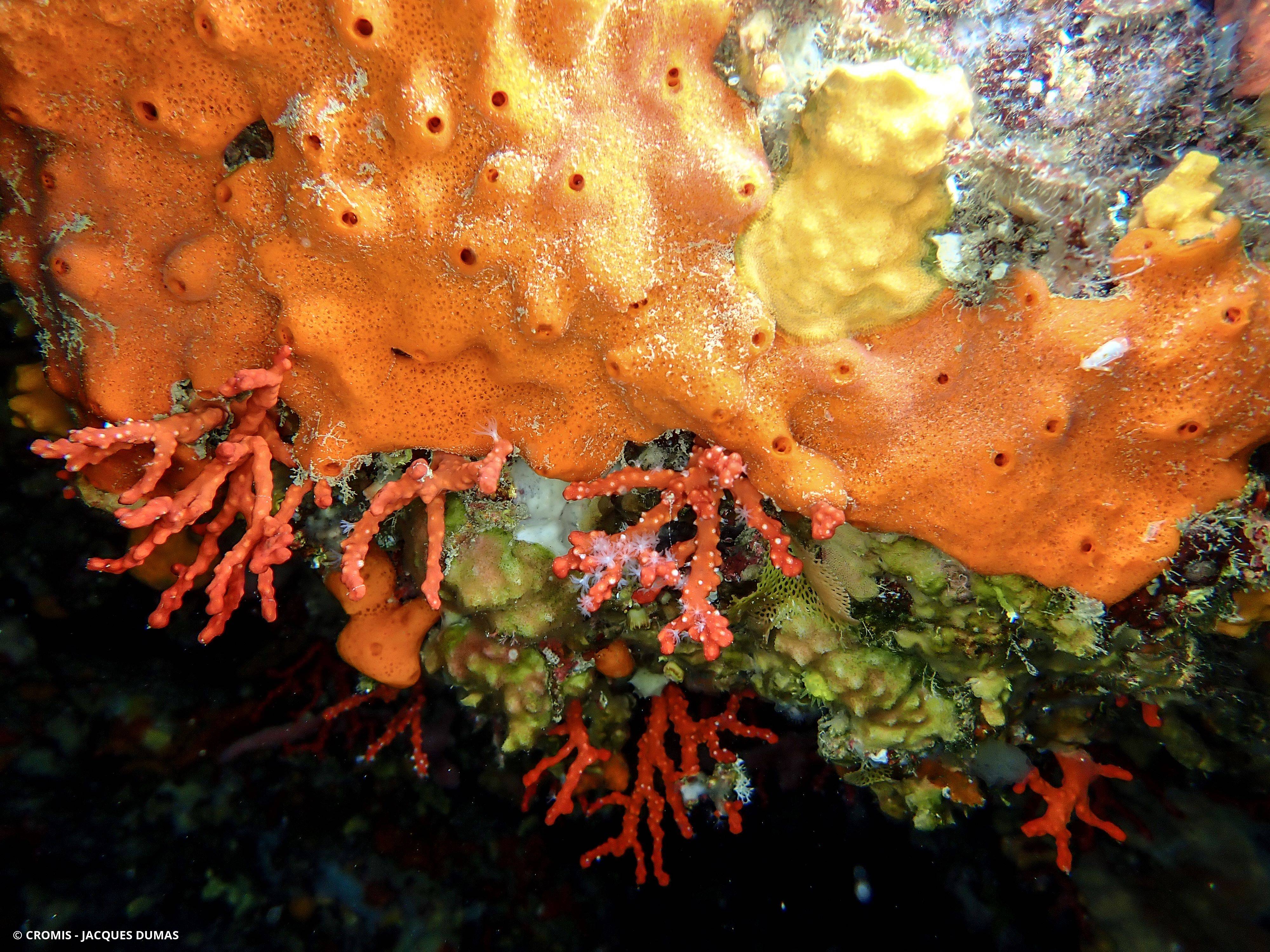 Clathria jaune à mamelons