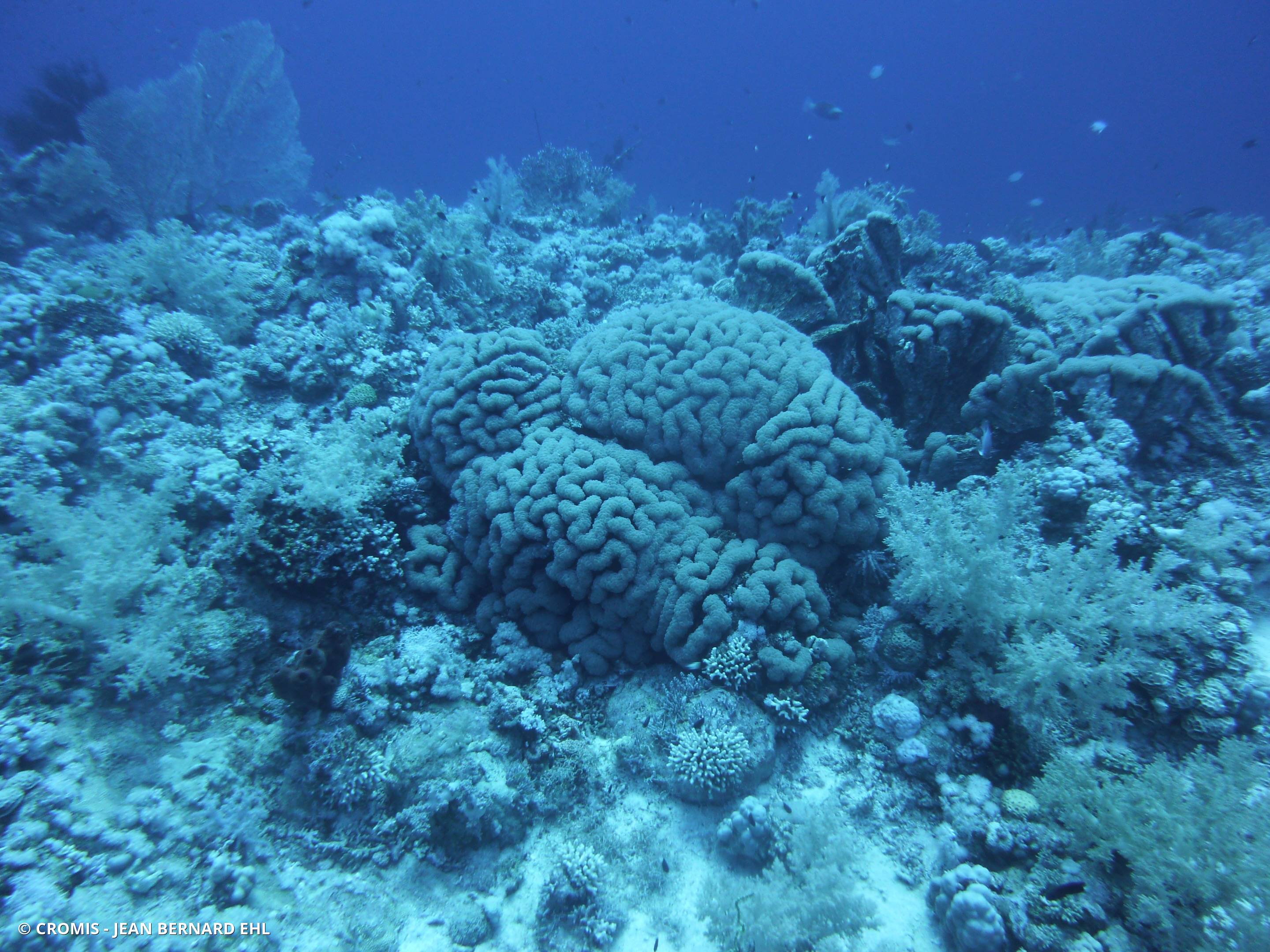 Corail cerveau dédale