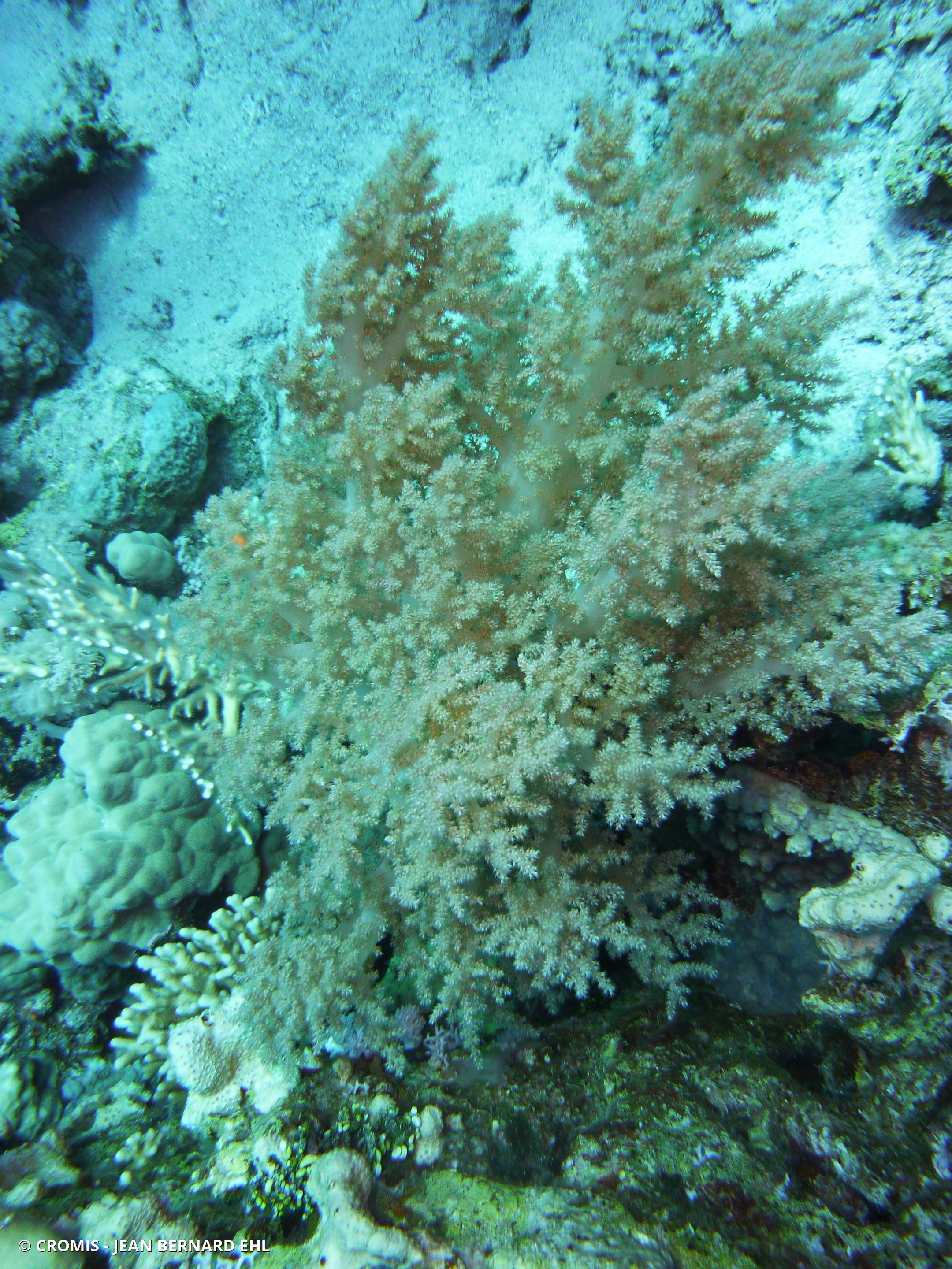 Alcyonaire lisse
